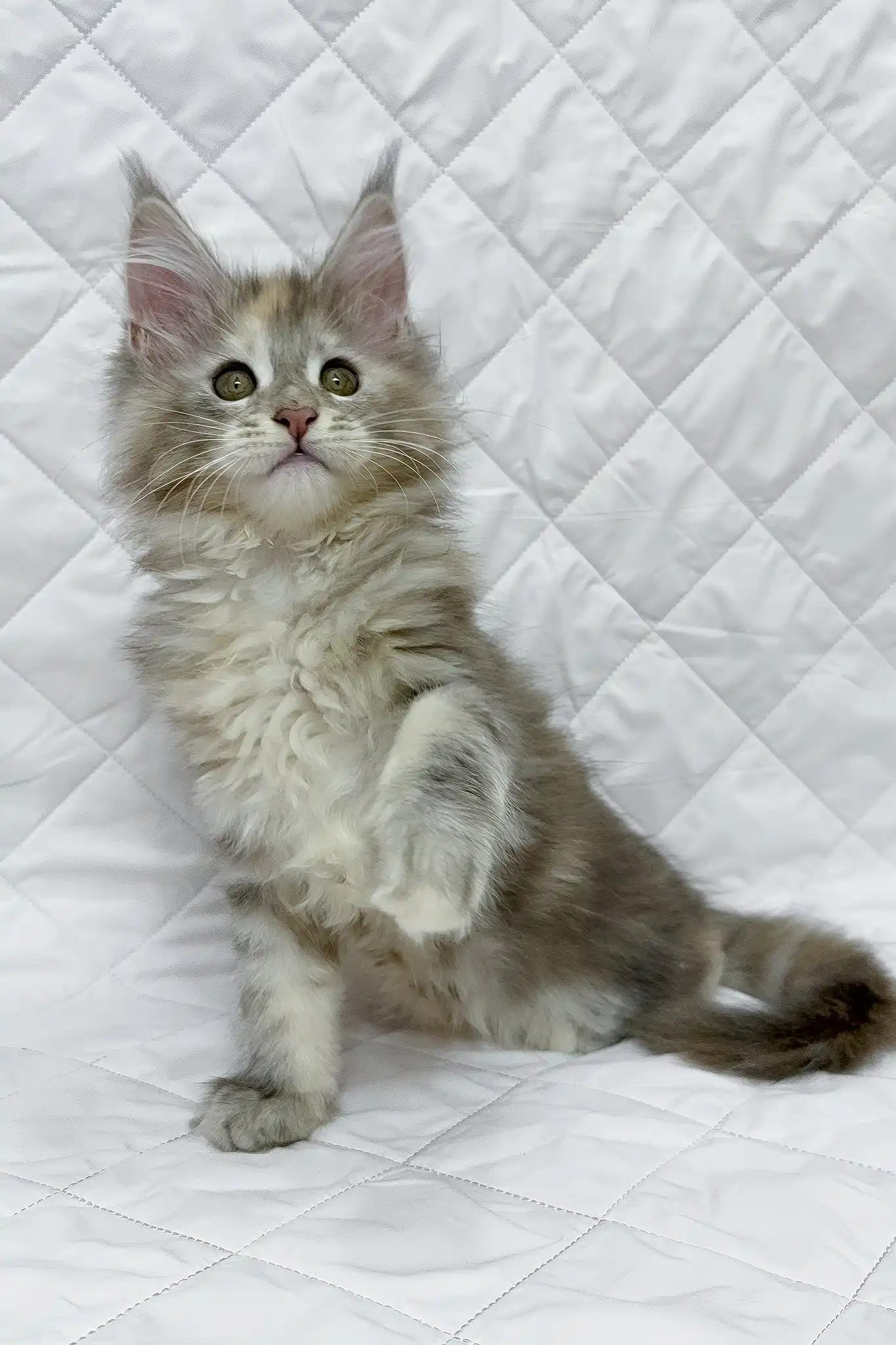 Bagheera | Maine Coon Kitten - Image 5