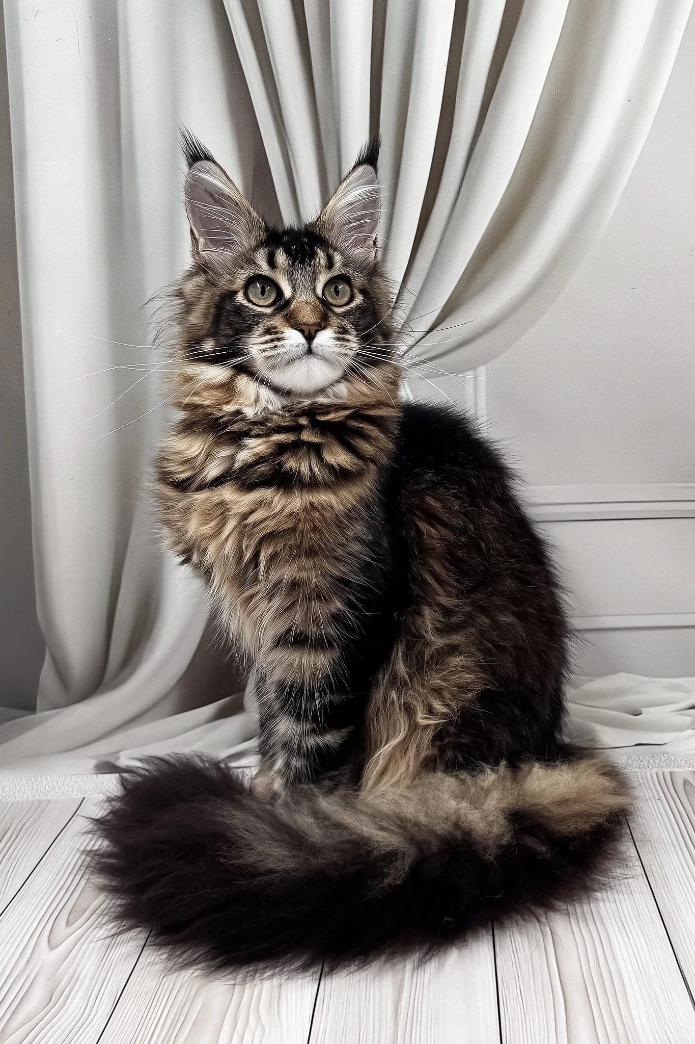 Ballea | Maine Coon Kitten - Image 4