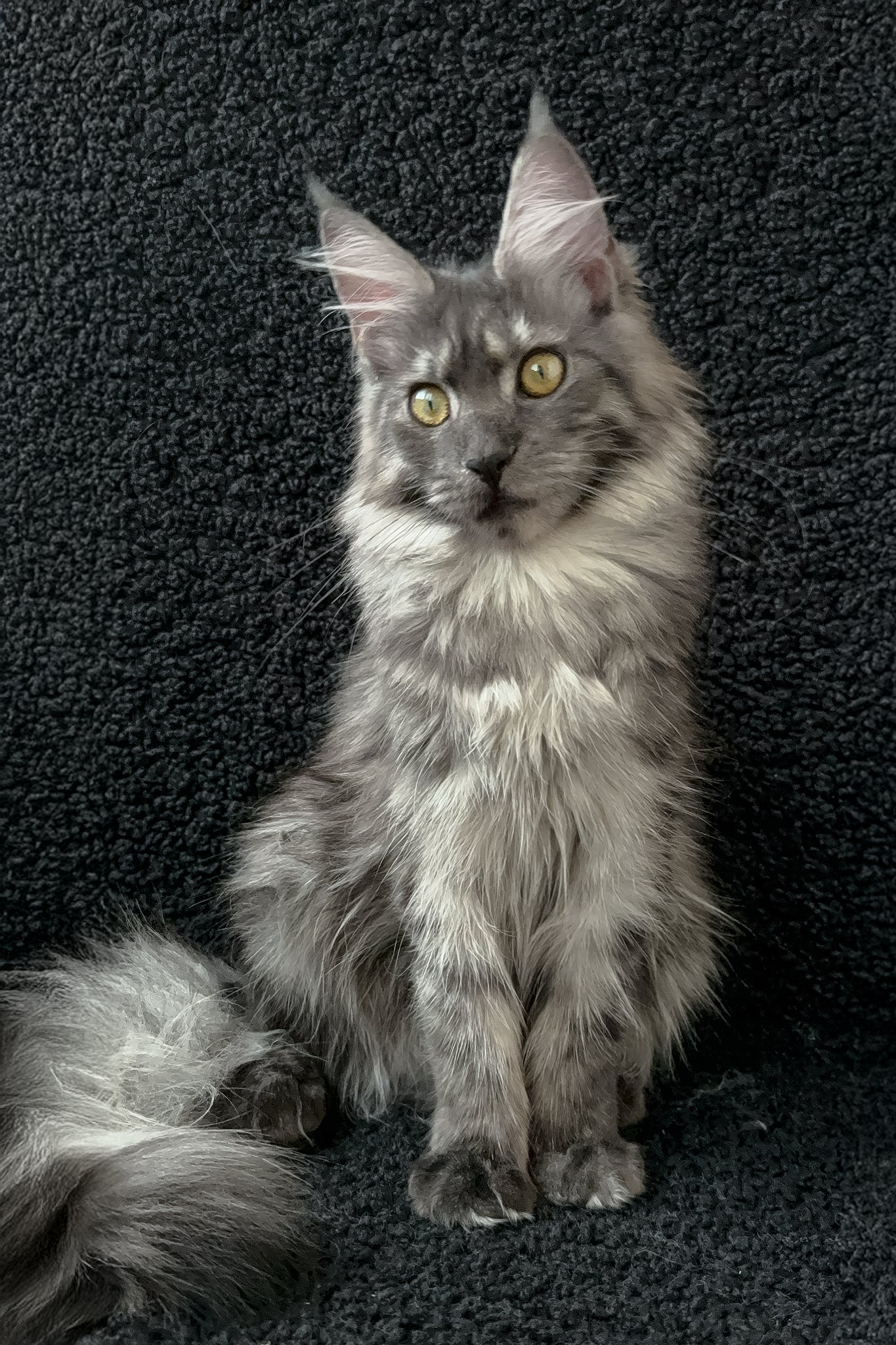 Barena | Maine Coon Kitten - Image 2