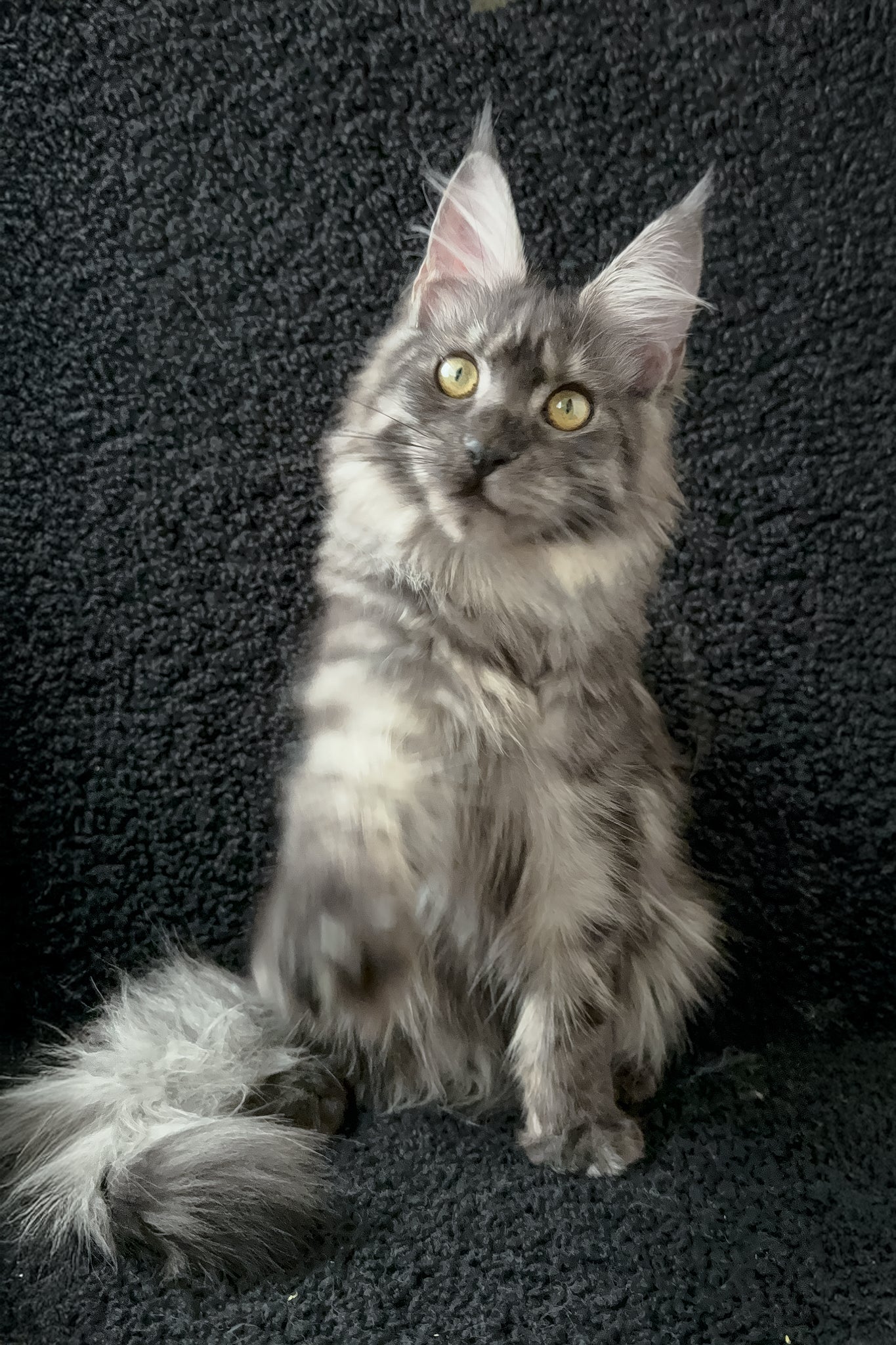 Barena | Maine Coon Kitten - Image 3