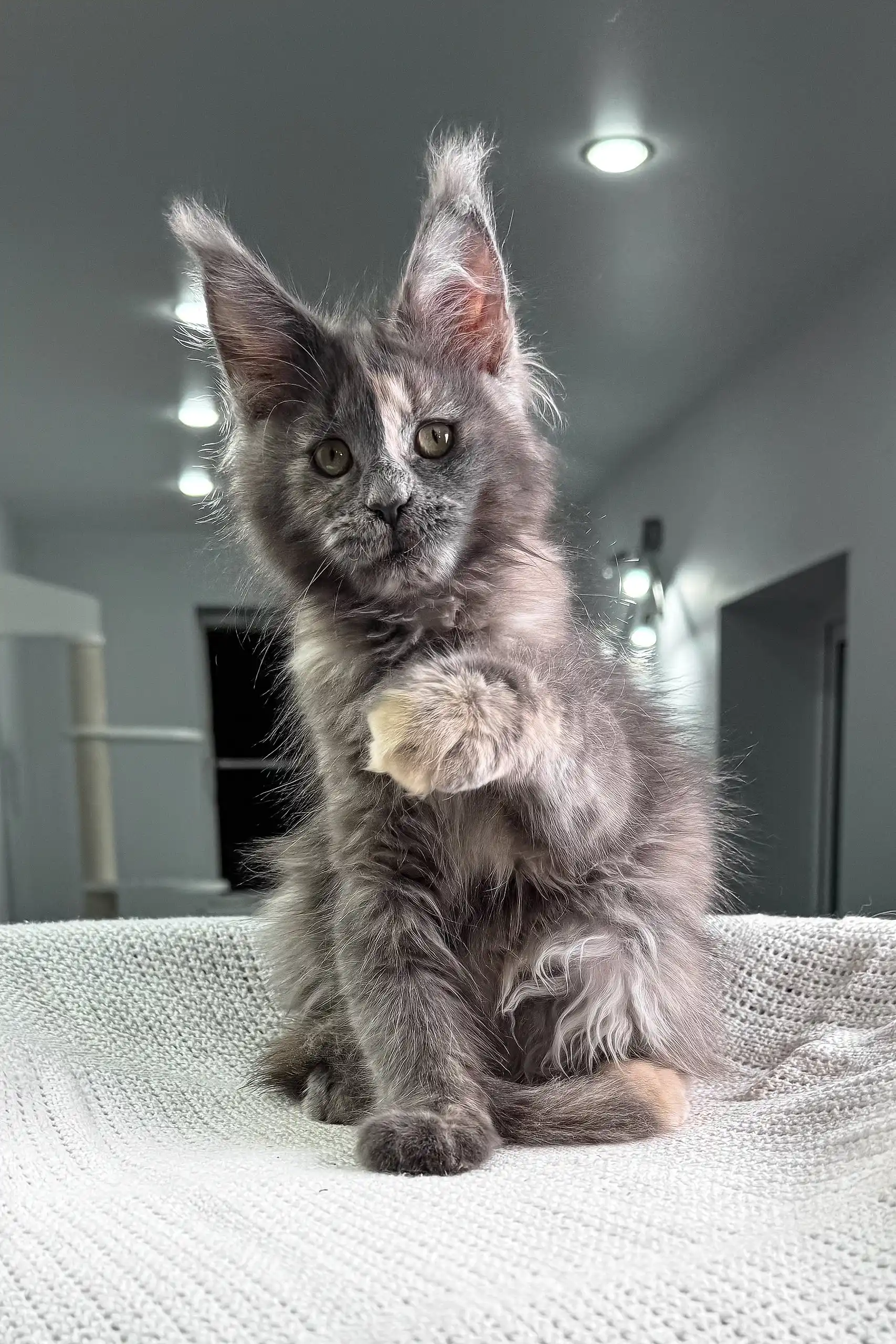 Beautiful | Maine Coon Kitten - Image 5