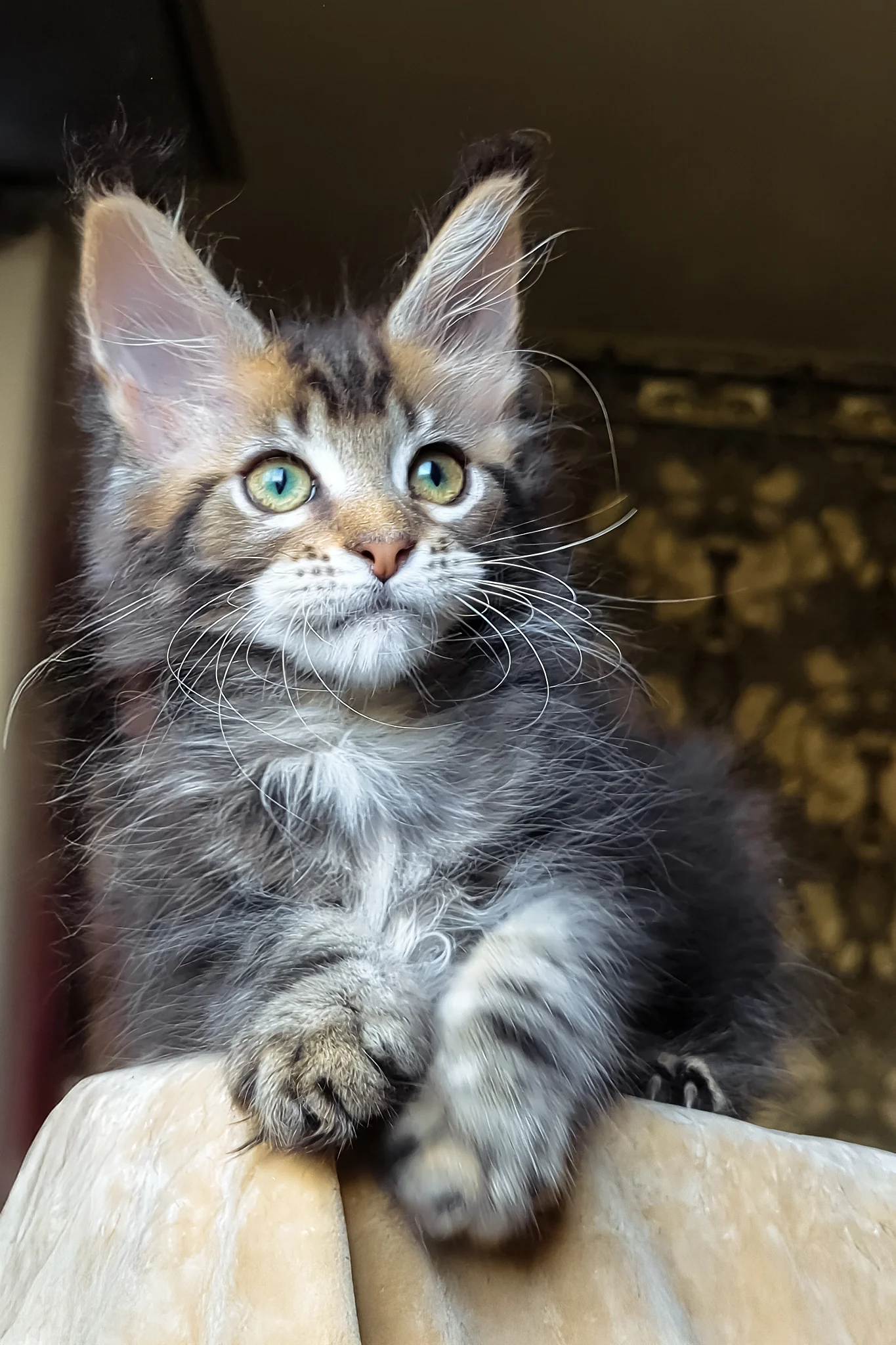 Bell | Maine Coon Kitten - Image 2