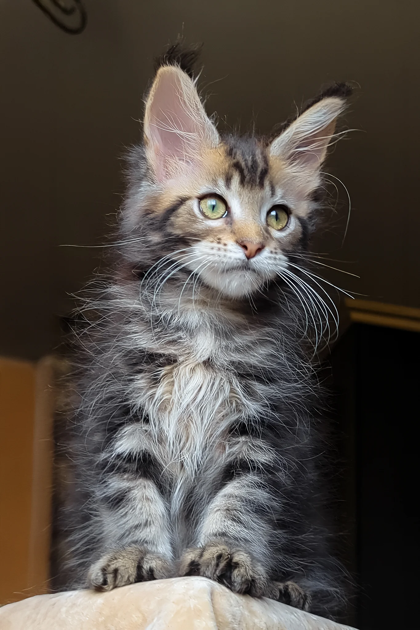Bell | Maine Coon Kitten - Image 4