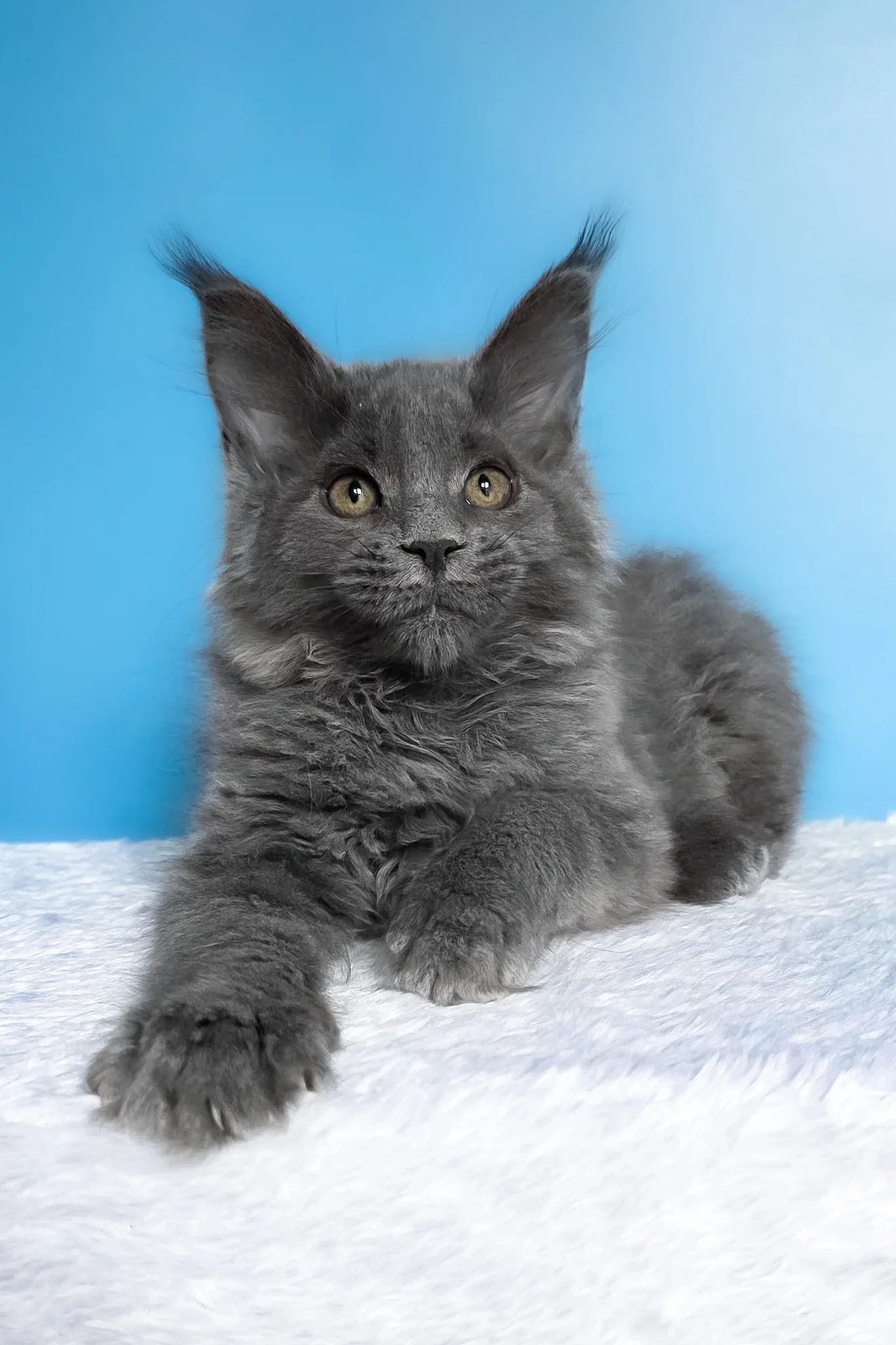 Bella | Maine Coon Kitten - Image 3