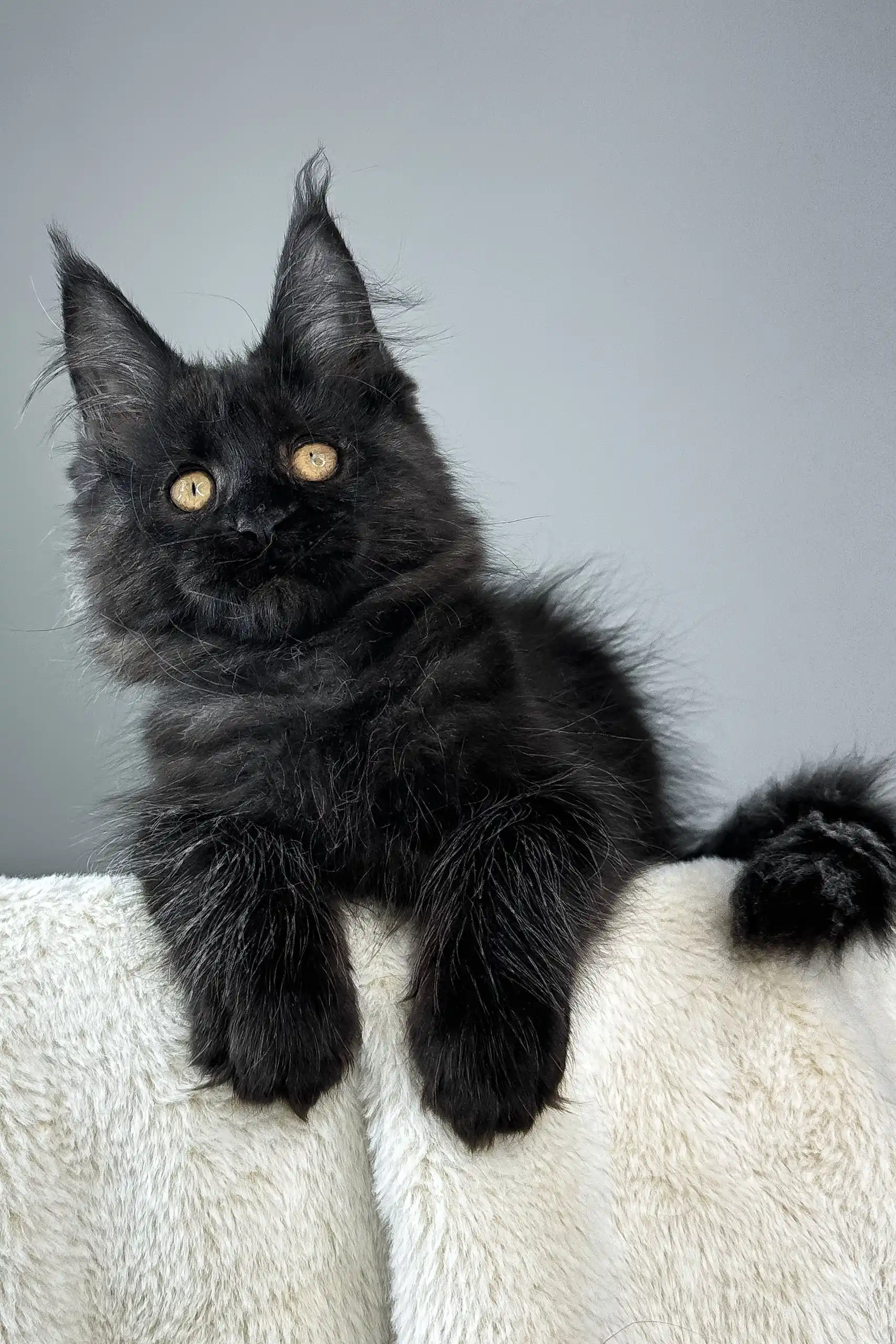 Berta | Maine Coon Kitten - Image 6