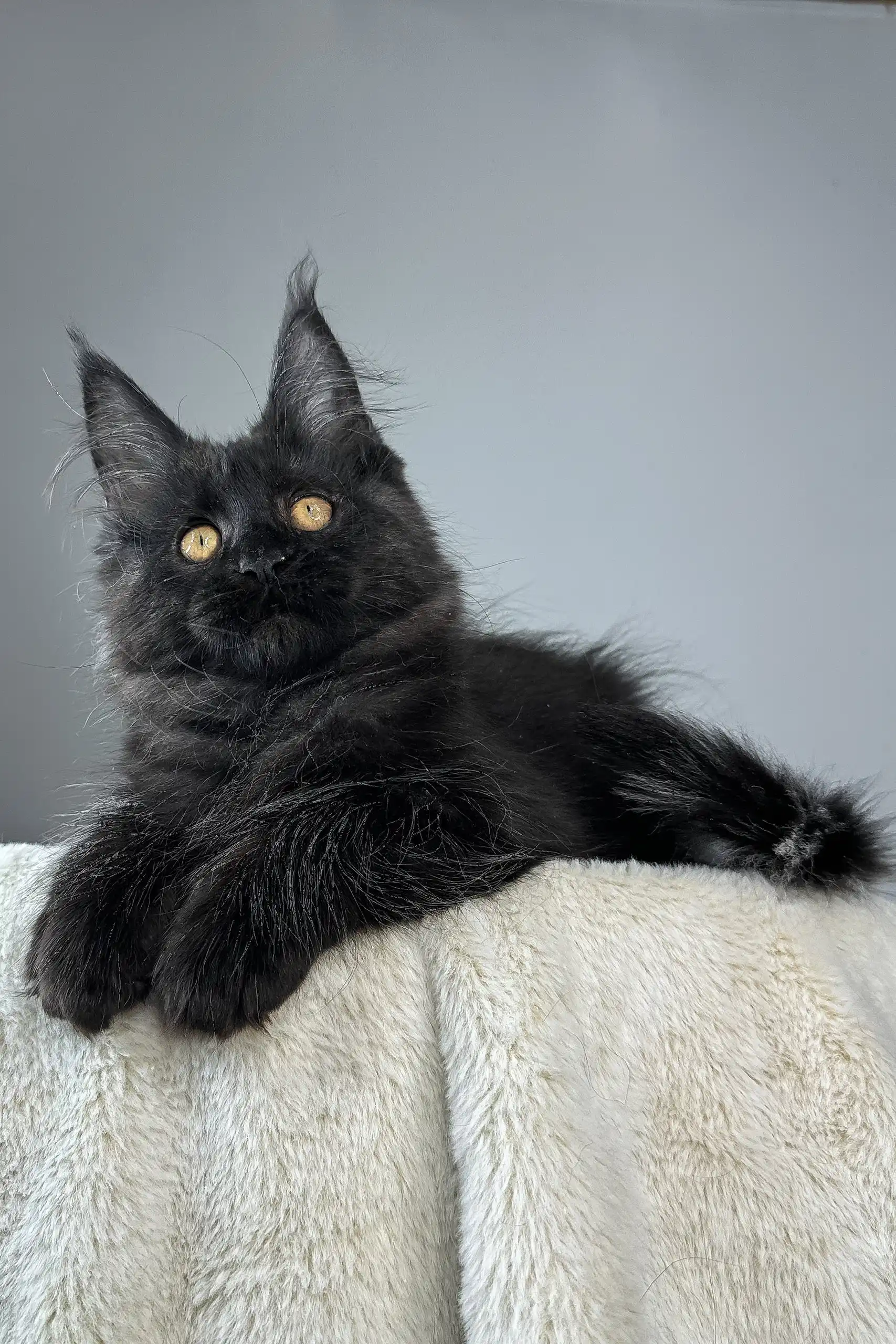 Berta | Maine Coon Kitten - Image 8