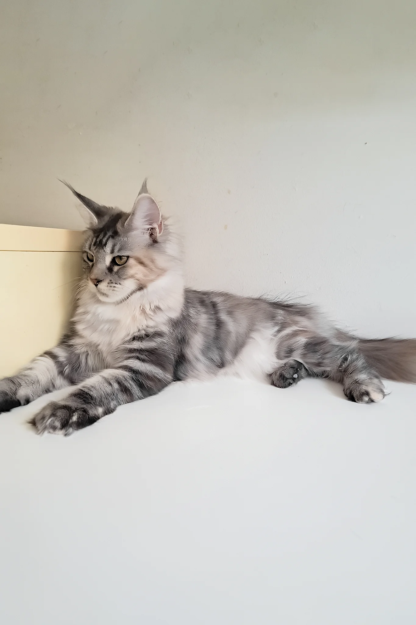 Betti | Maine Coon Kitten - Image 6