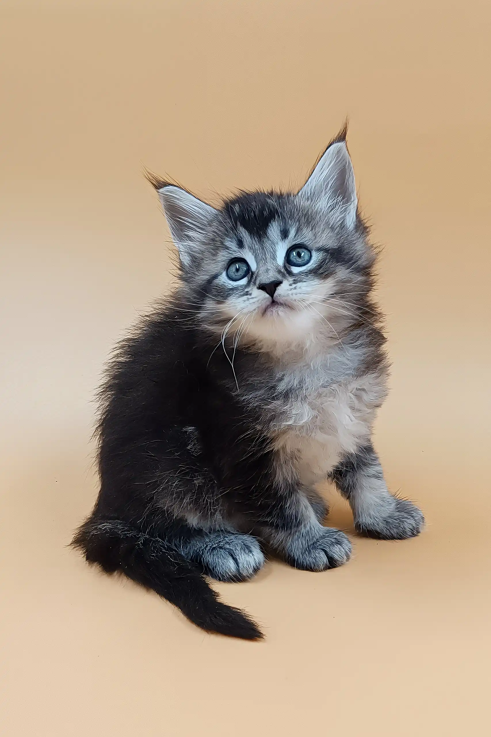 Bianca | Maine Coon Kitten - Image 2