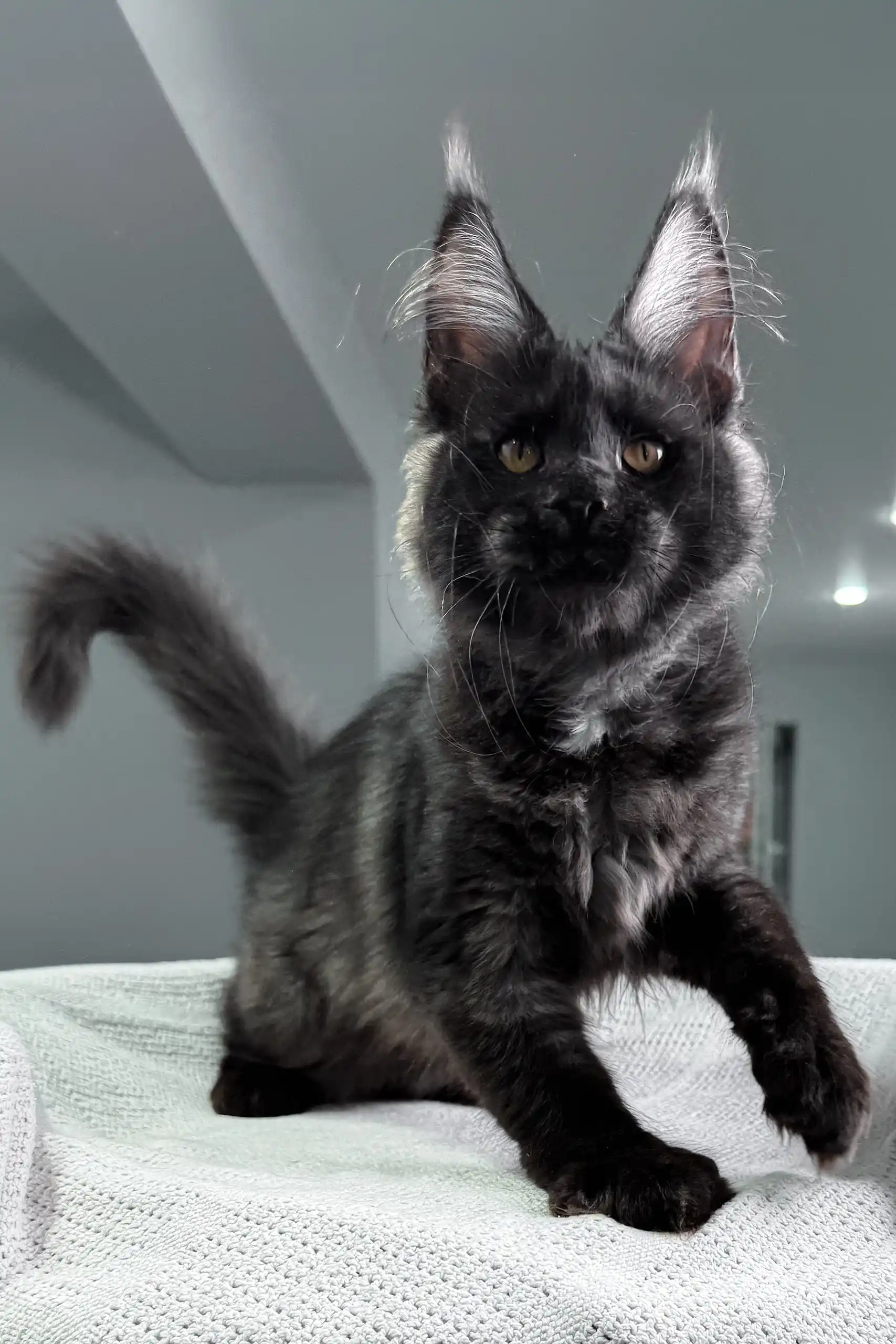 Black Star | Maine Coon Kitten - Image 9