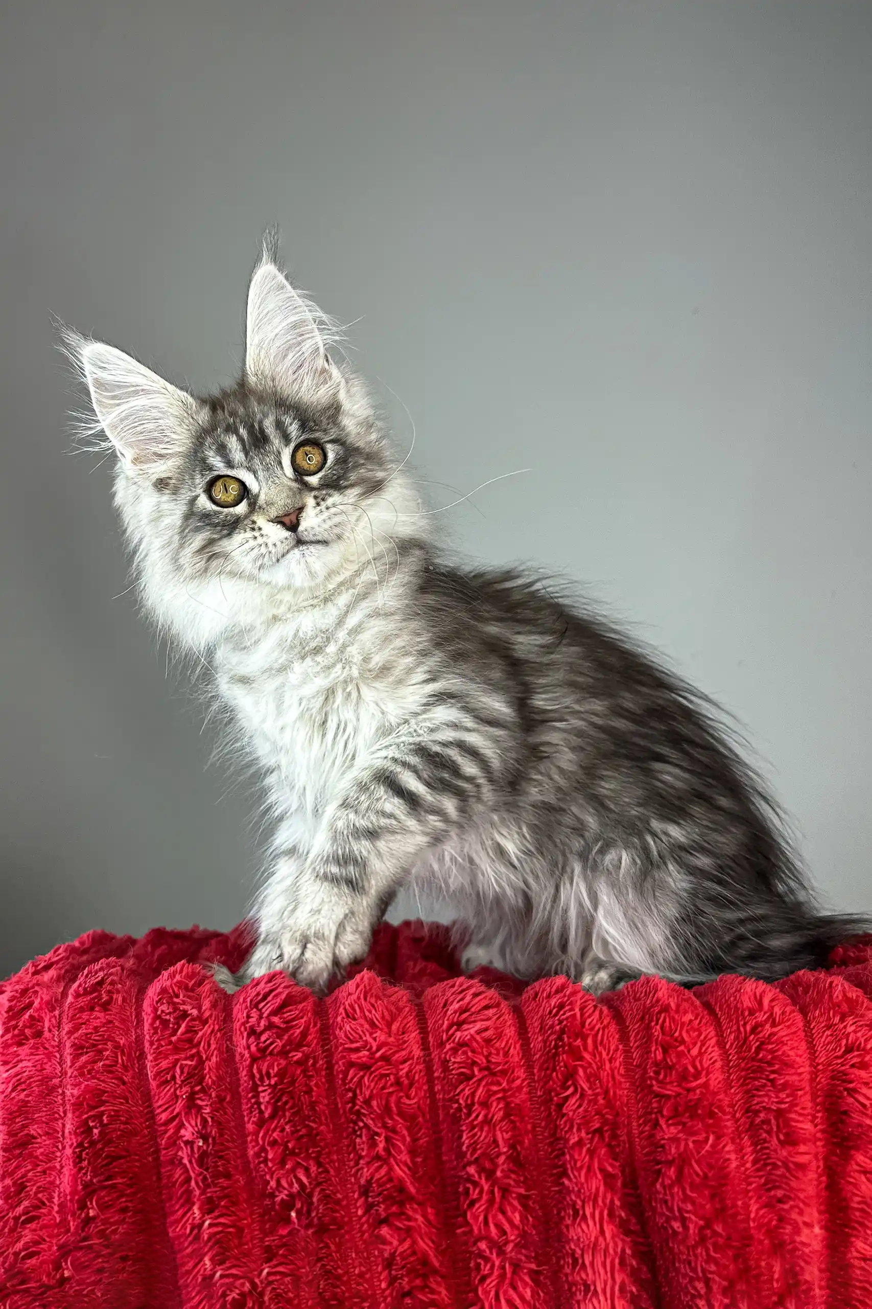 Bloom | Maine Coon Kitten - Image 10