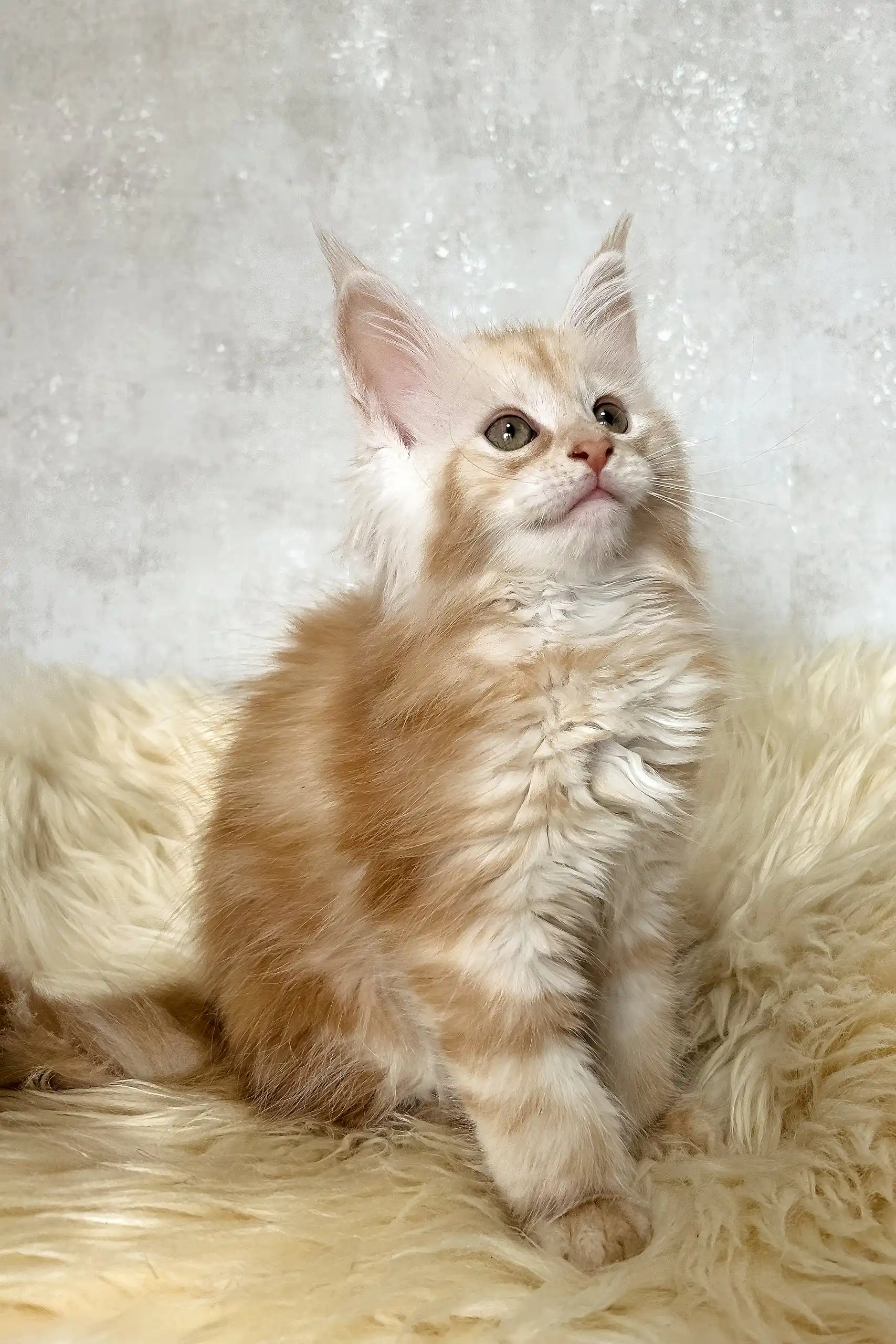 Bonnie | Maine Coon Kitten - Image 6
