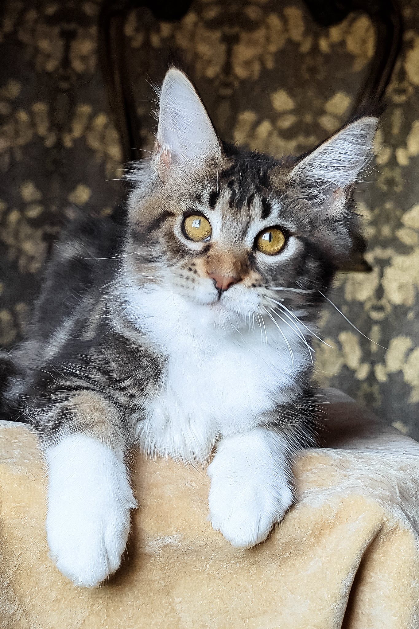 Bulochka | Maine Coon Kitten - Image 2