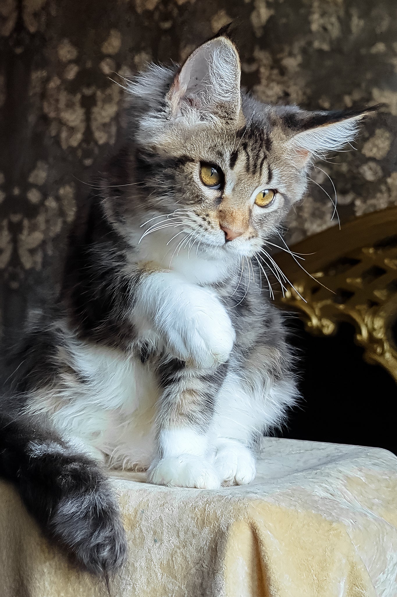 Bulochka | Maine Coon Kitten - Image 8