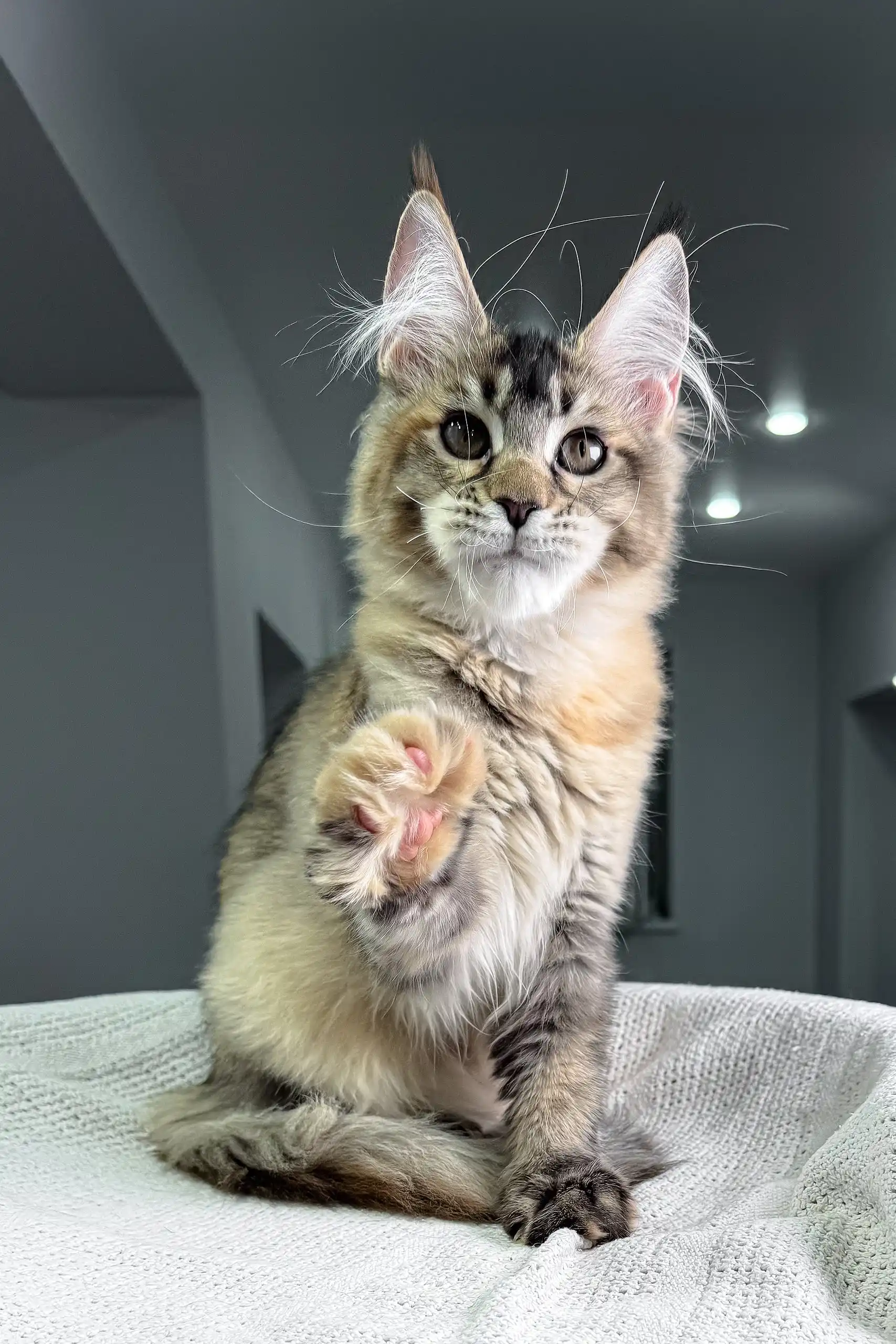 Butterfly | Maine Coon Kitten - Image 3