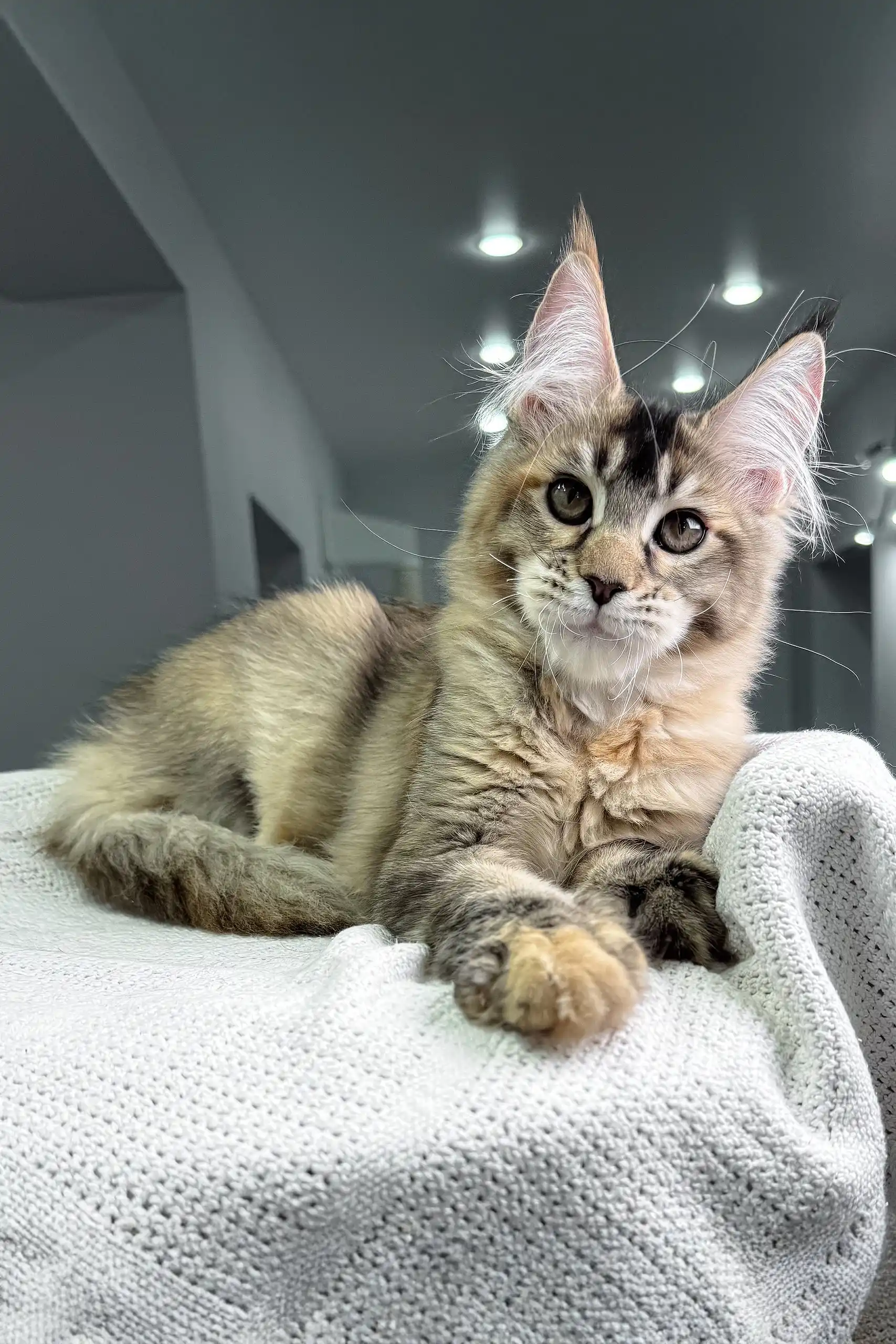 Butterfly | Maine Coon Kitten - Image 6