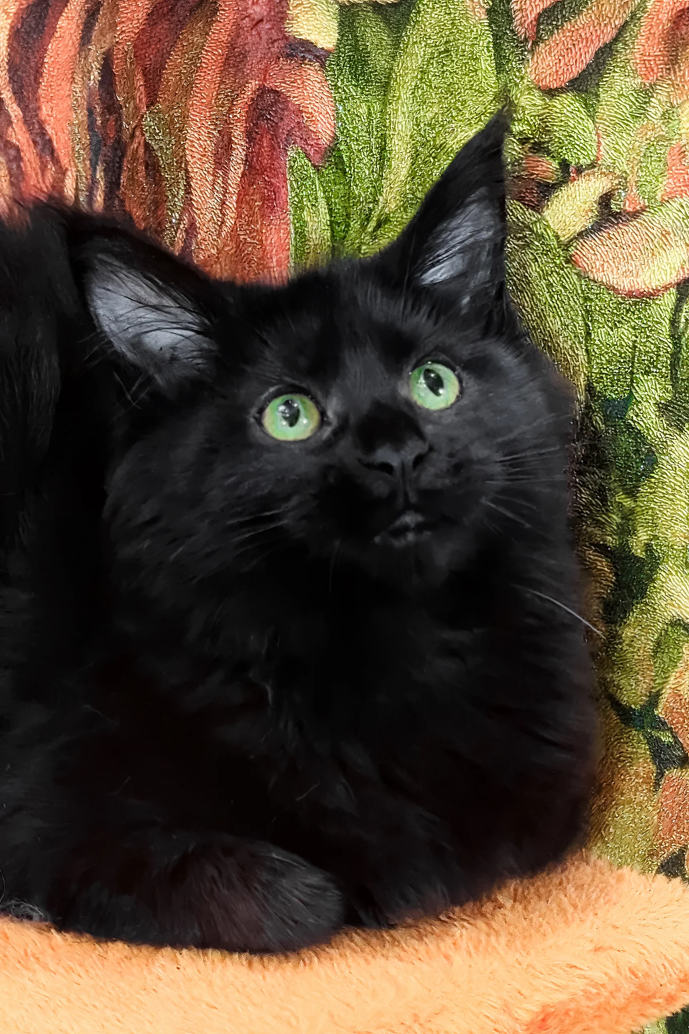 Cali | Maine Coon Kitten - Image 5
