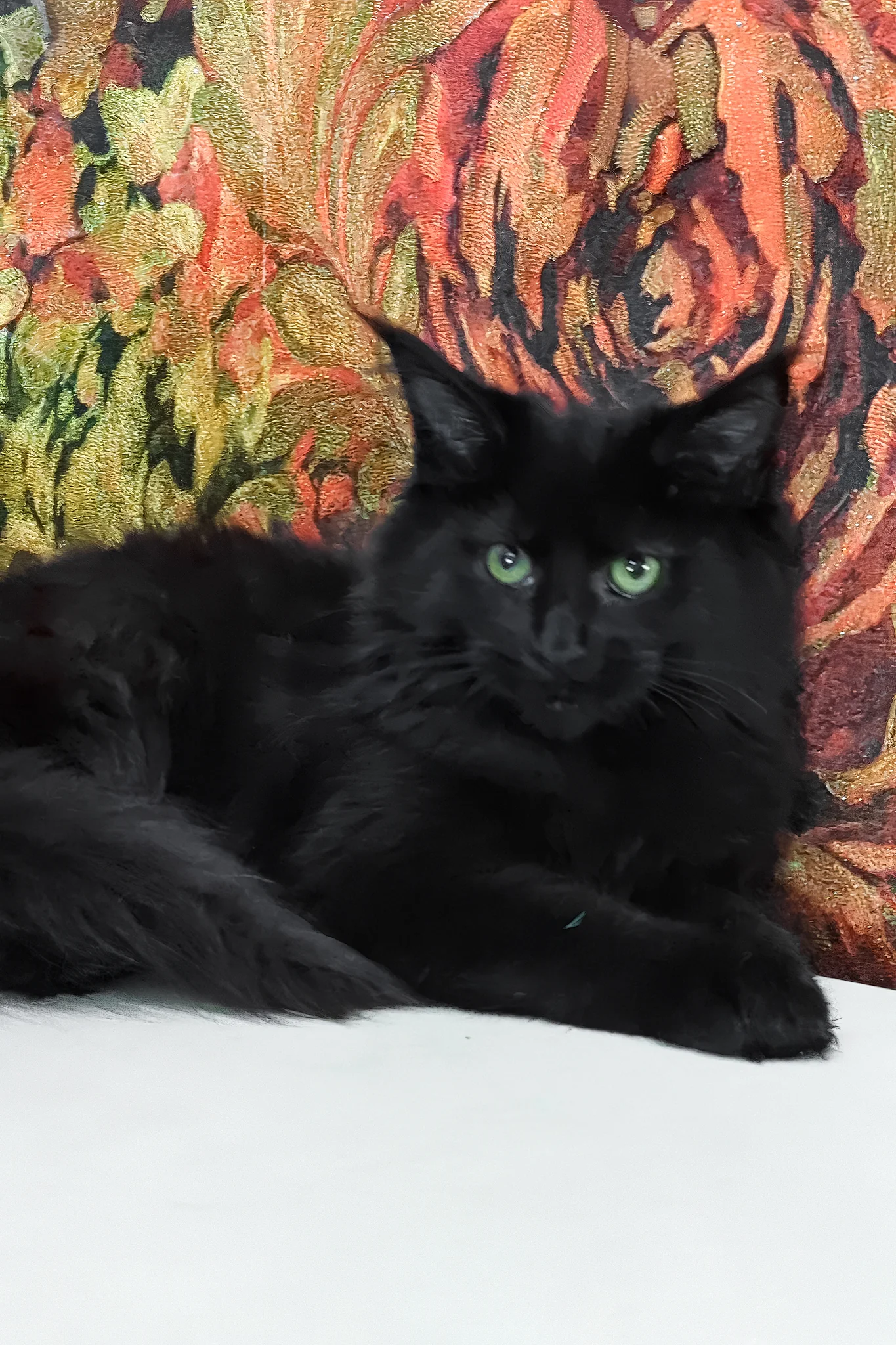 Cali | Maine Coon Kitten - Image 7