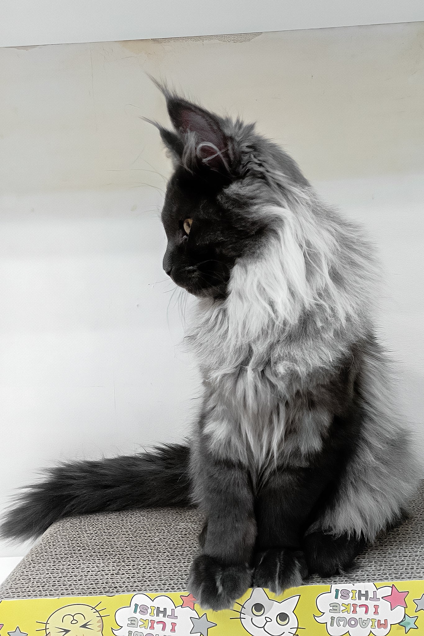 Carmen | Maine Coon Kitten - Image 4
