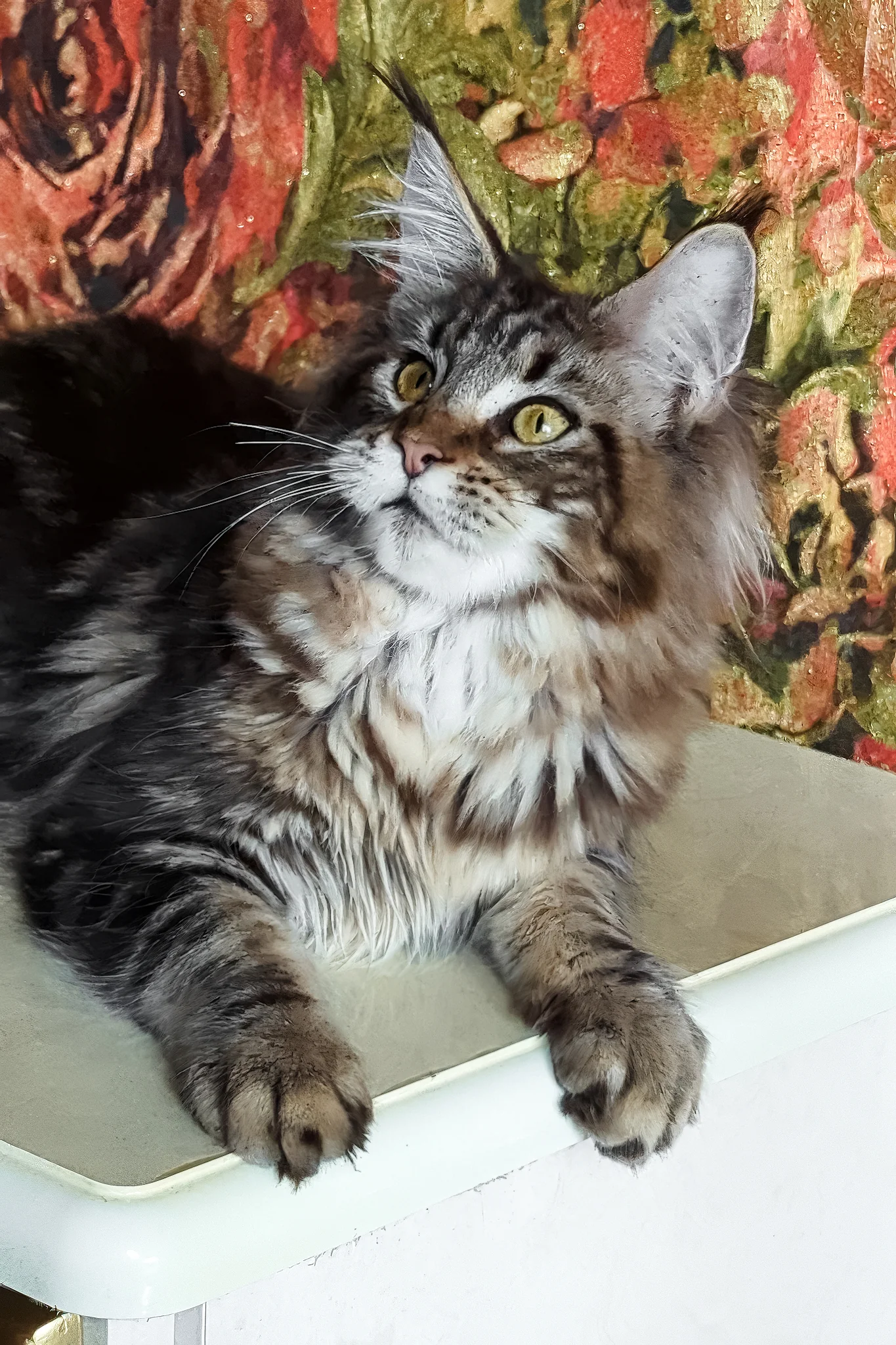 Cassiopeia | Maine Coon Kitten - Image 5
