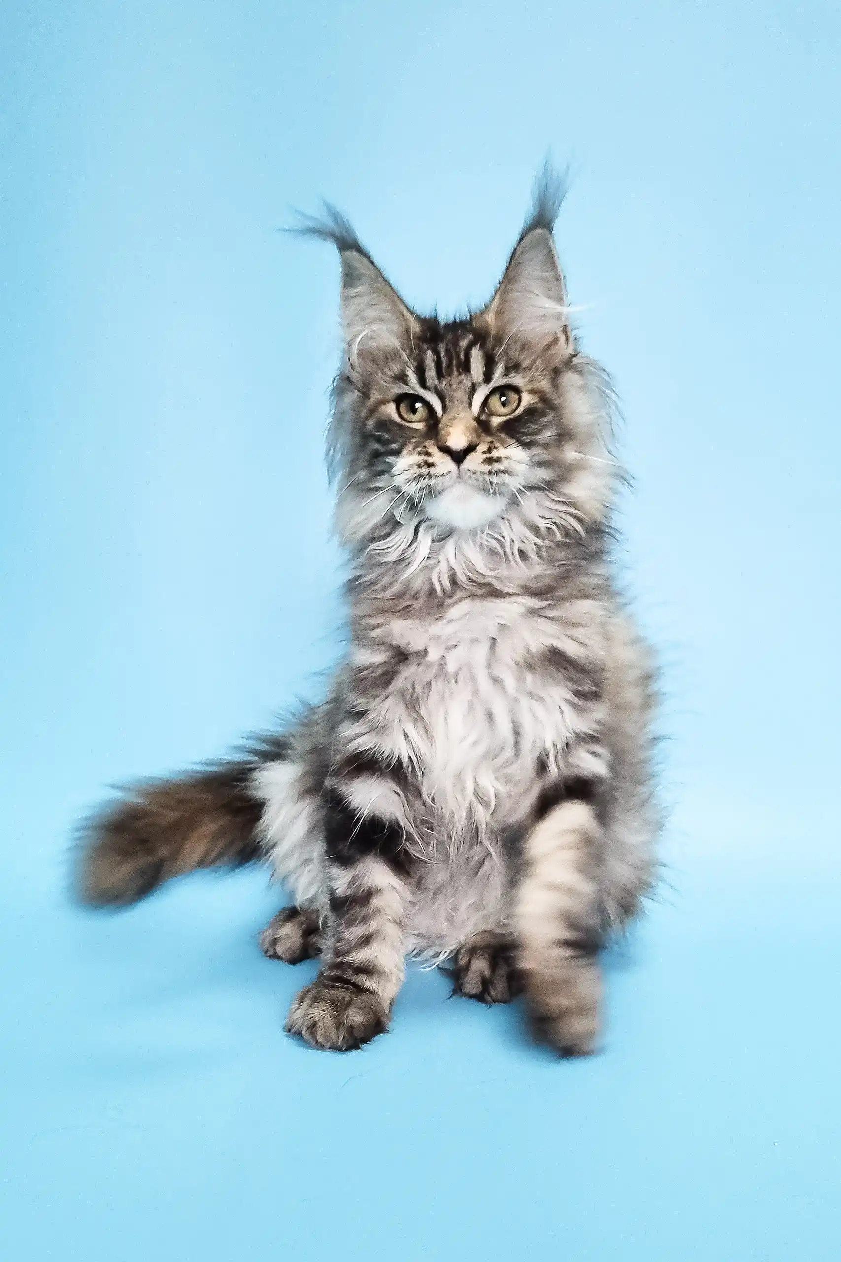 Catrina | Maine Coon Kitten - Image 5