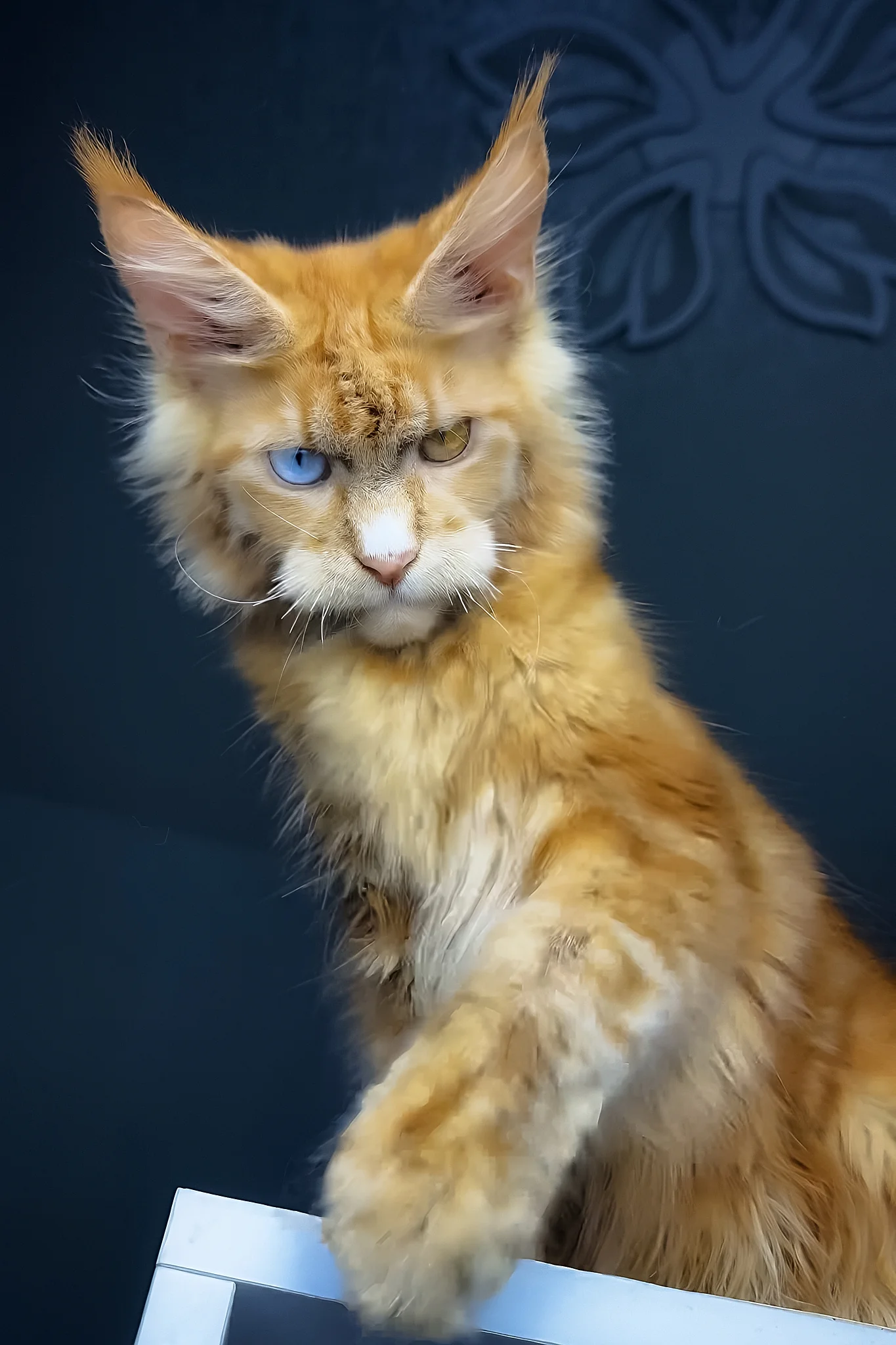 Celvin | Maine Coon Kitten - Image 3