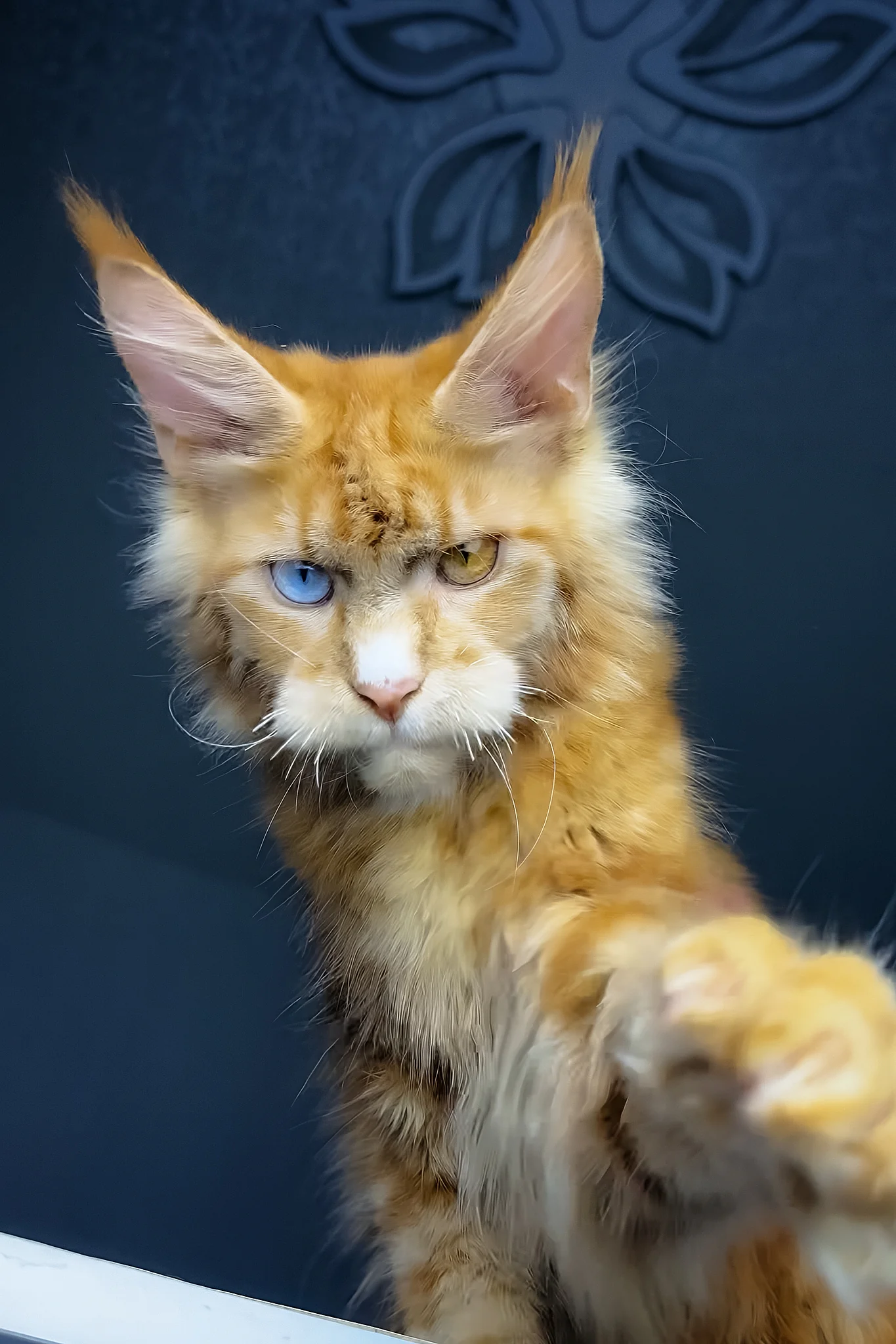 Celvin | Maine Coon Kitten - Image 6