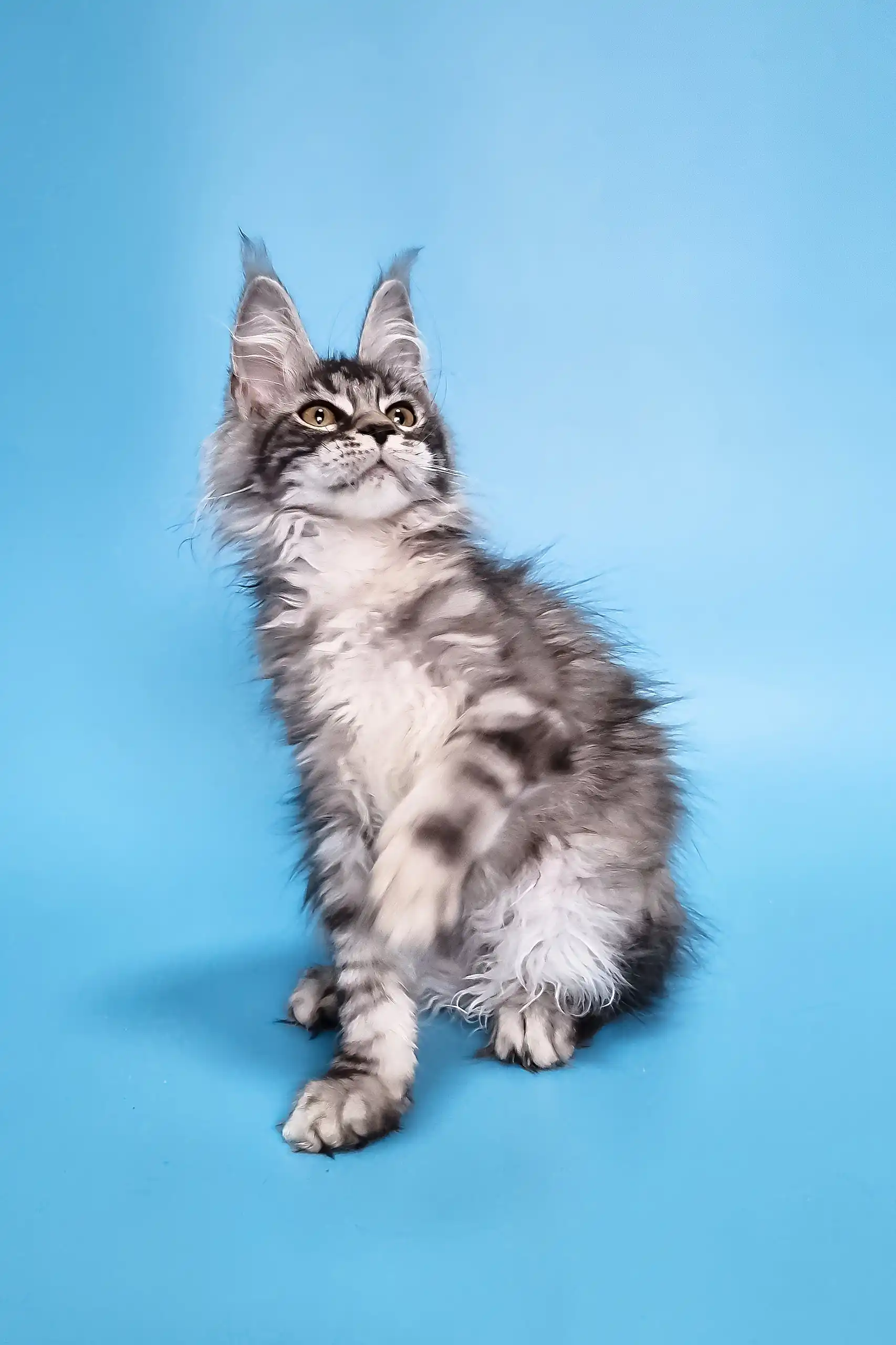 Chanel | Maine Coon Kitten - Image 5