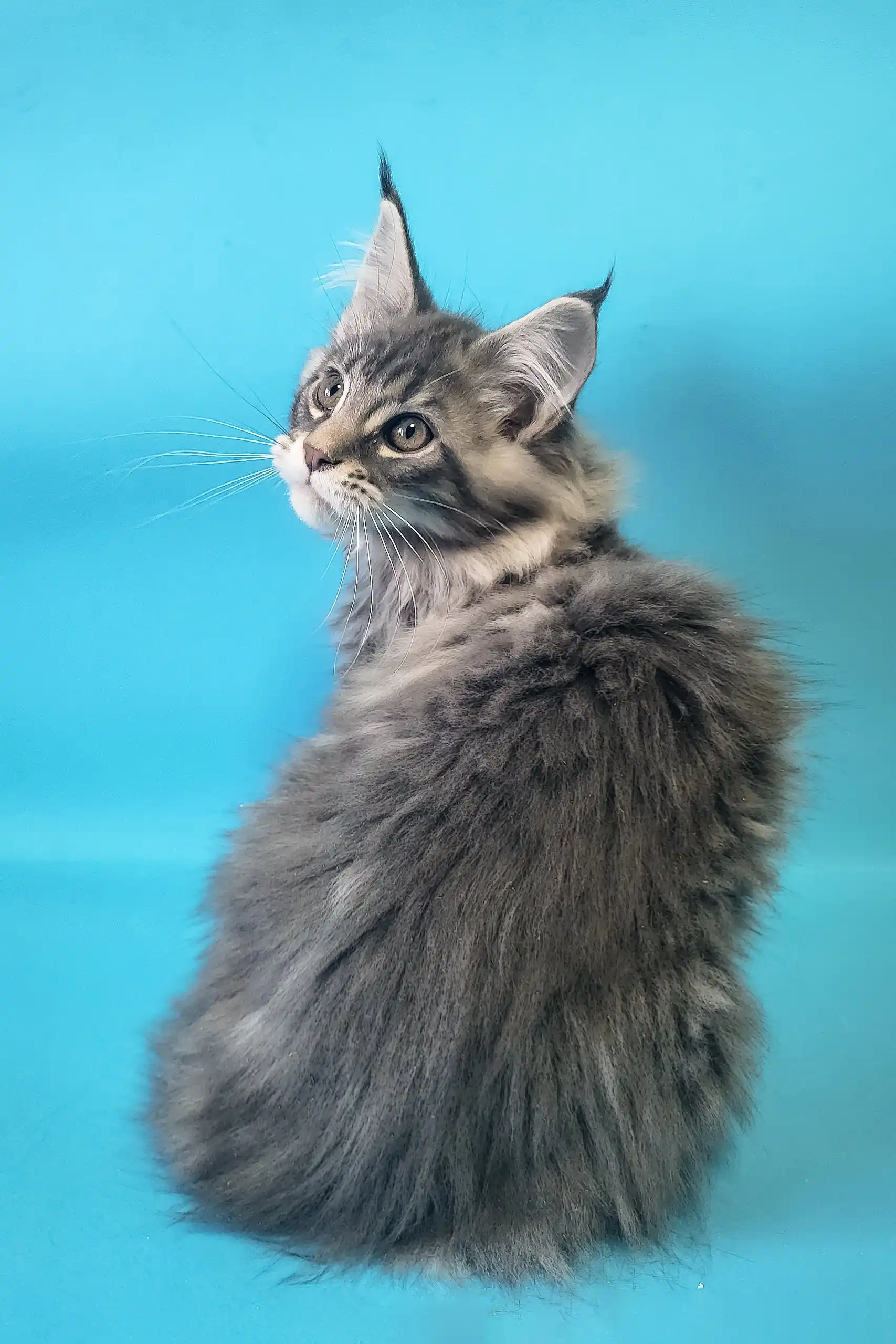 Chase | Maine Coon Kitten - Image 2