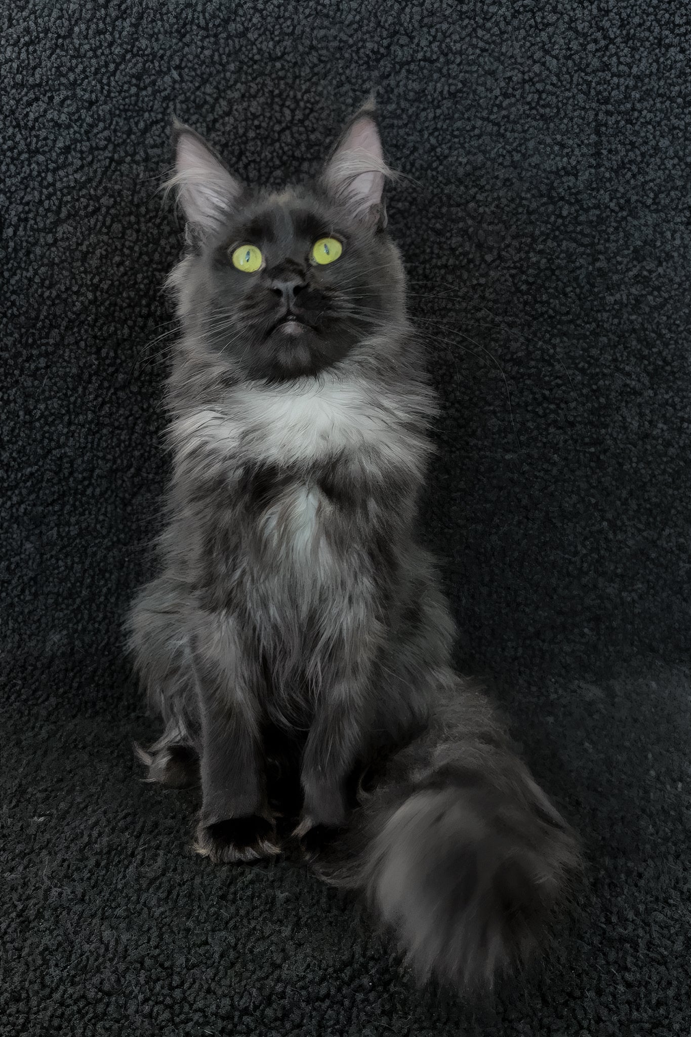 Chloe | Maine Coon Kitten - Image 5