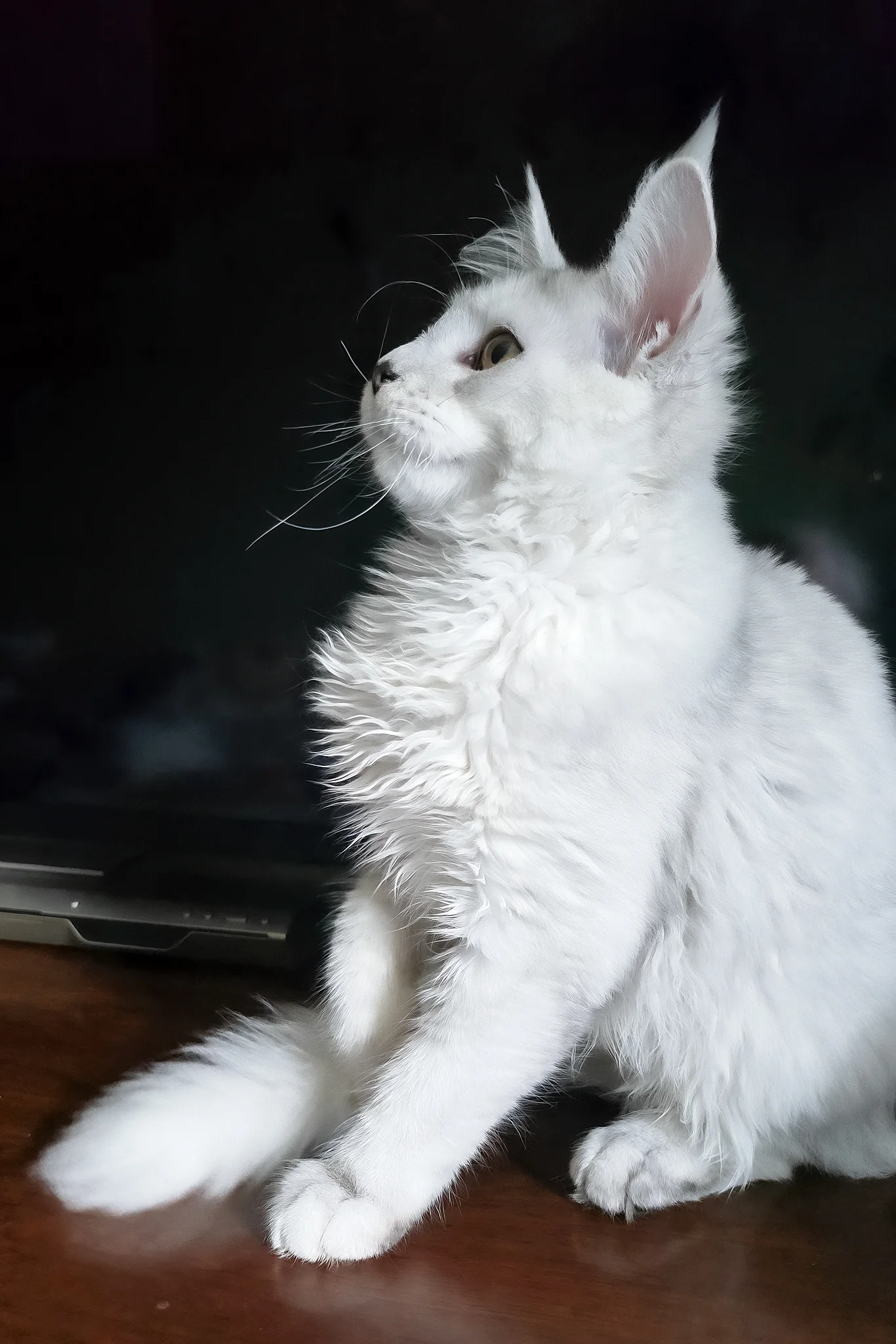Circe | Maine Coon Kitten - Image 5