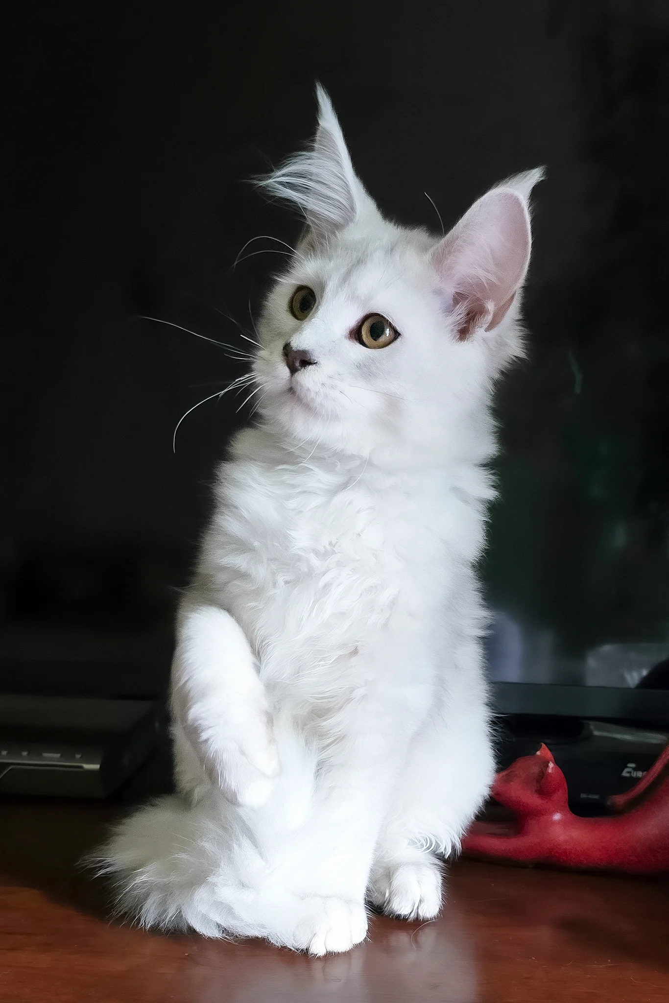 Circe | Maine Coon Kitten - Image 6