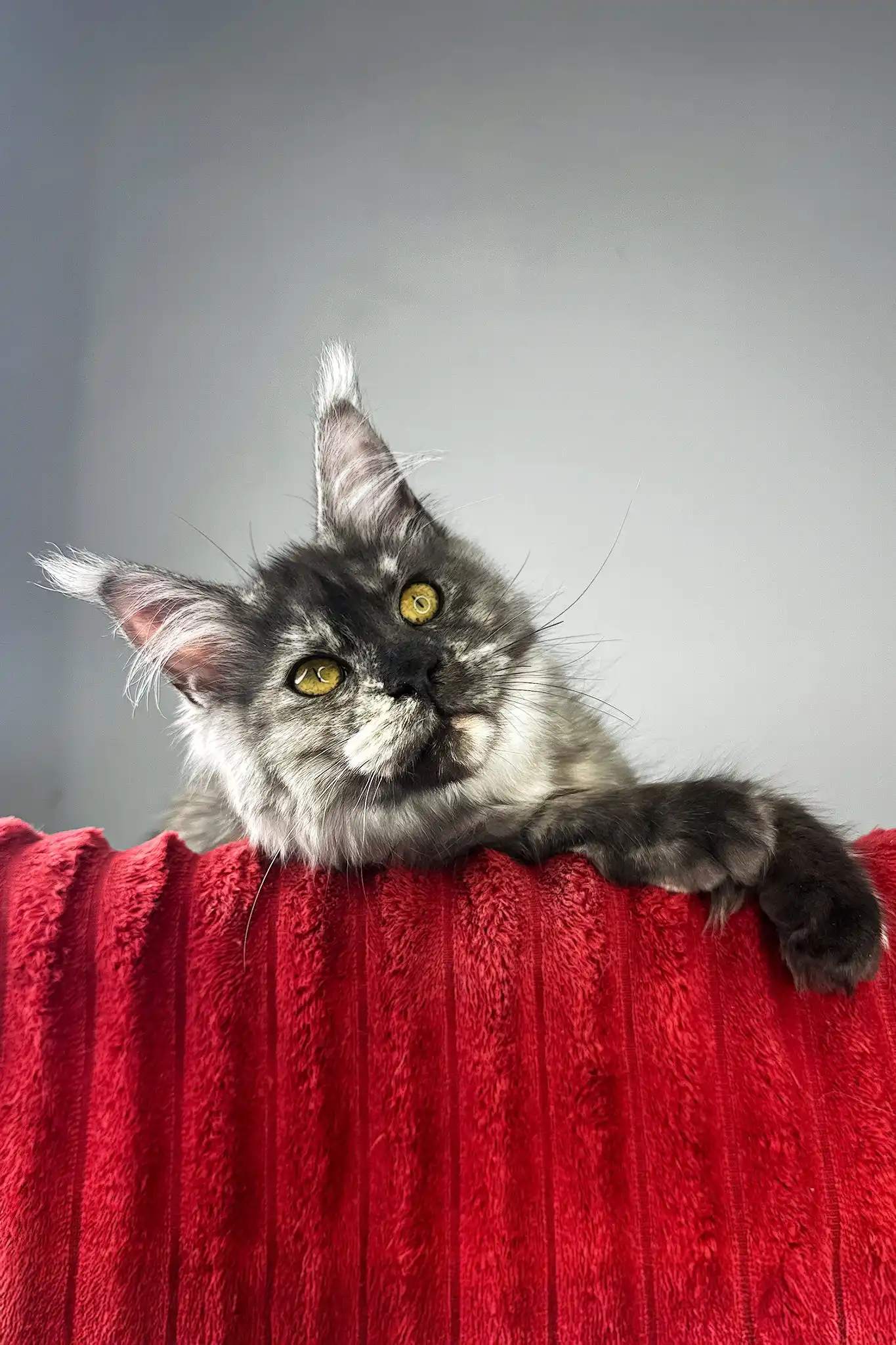 Claire | Maine Coon Kitten - Image 6