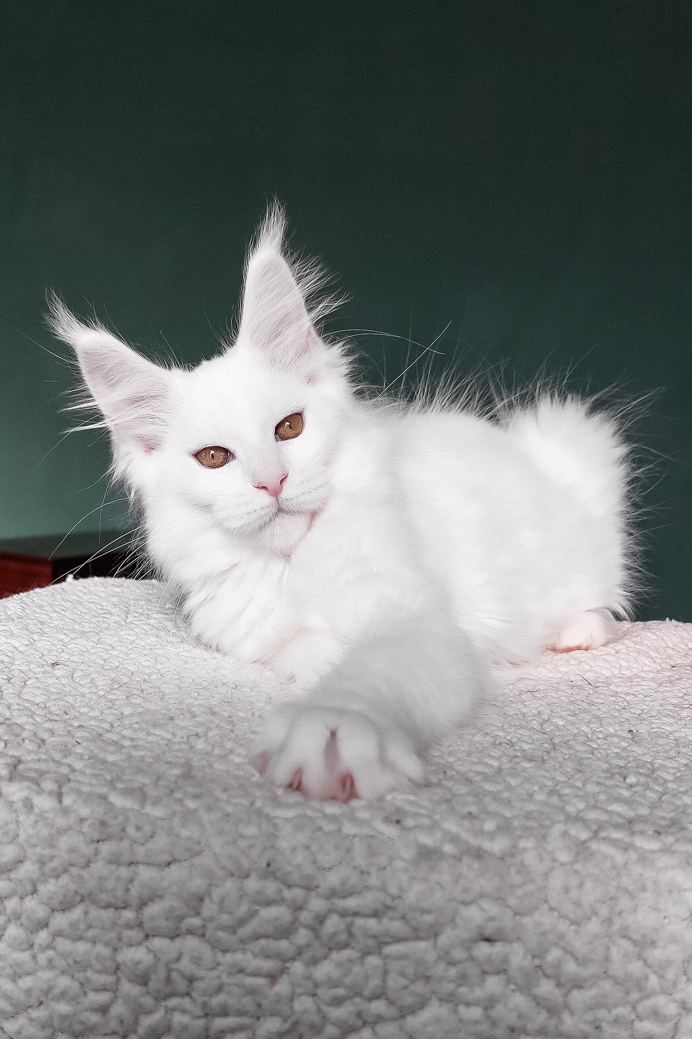 Daenerys | Maine Coon Kitten - Image 10