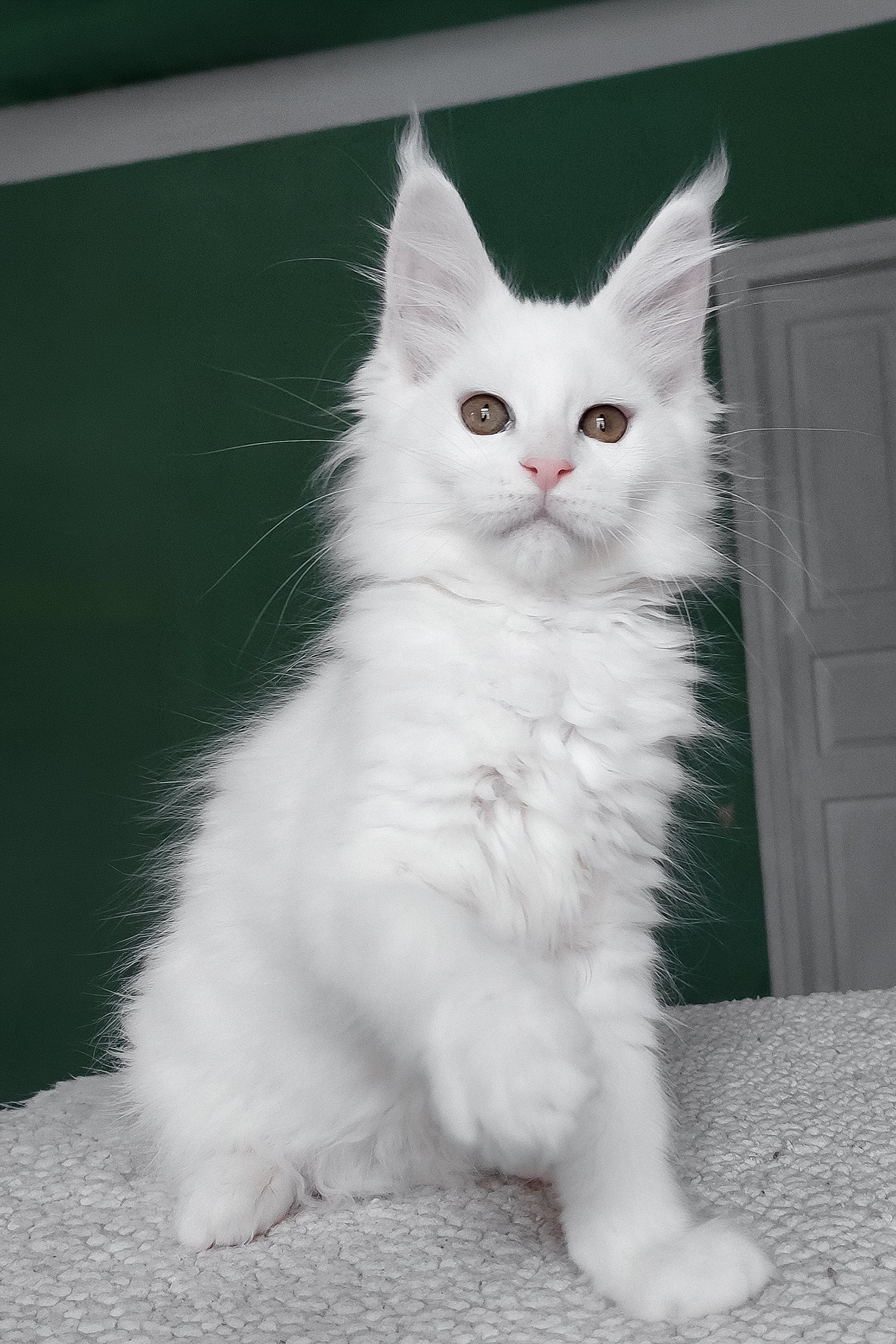 Daenerys | Maine Coon Kitten - Image 5