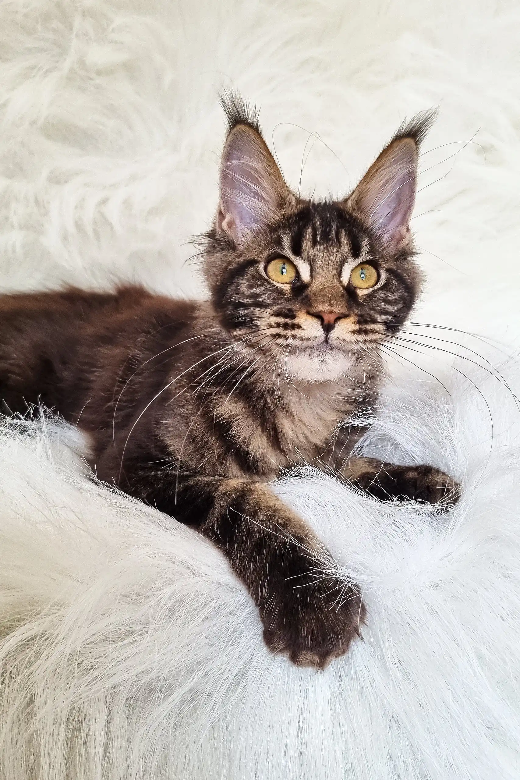 Daffi | Maine Coon Kitten - Image 8