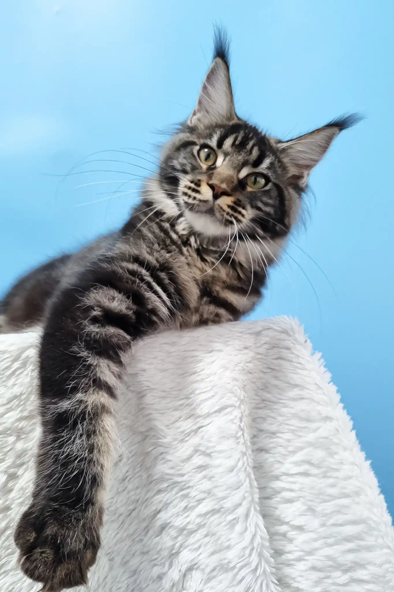 Daffy | Maine Coon Kitten - Image 2