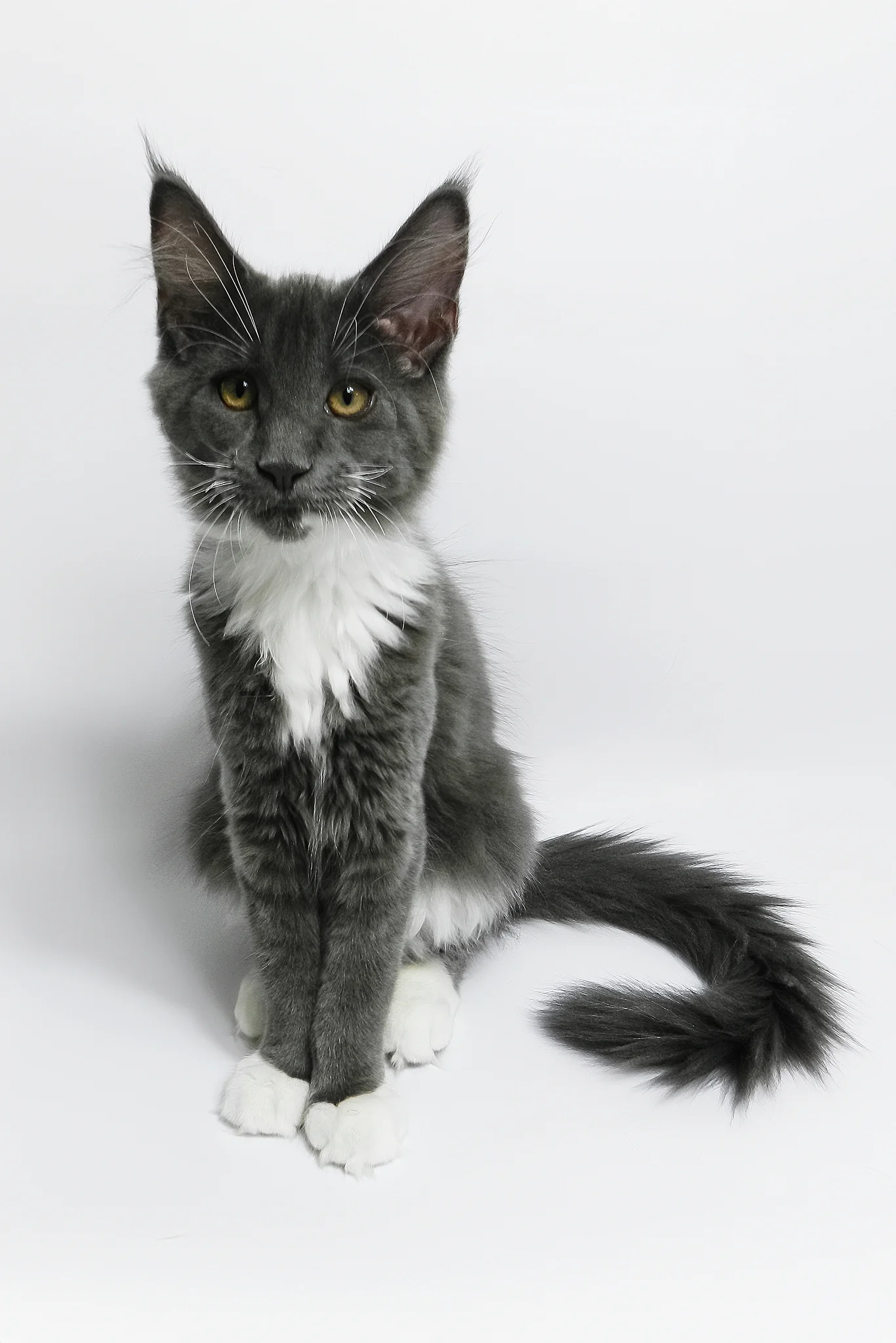 Daisy | Maine Coon Kitten - Image 3
