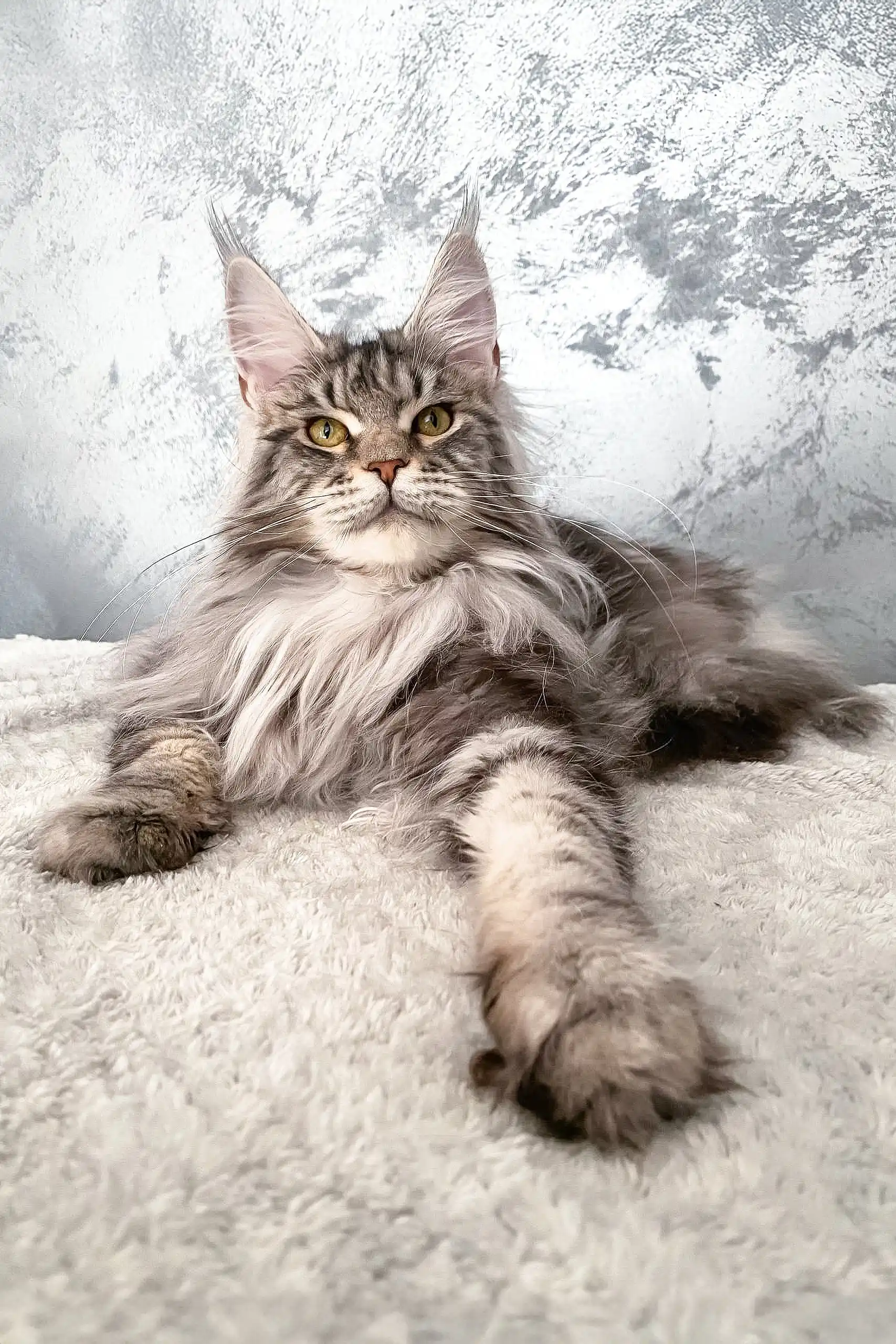 Dakota | Maine Coon Kitten - Image 6