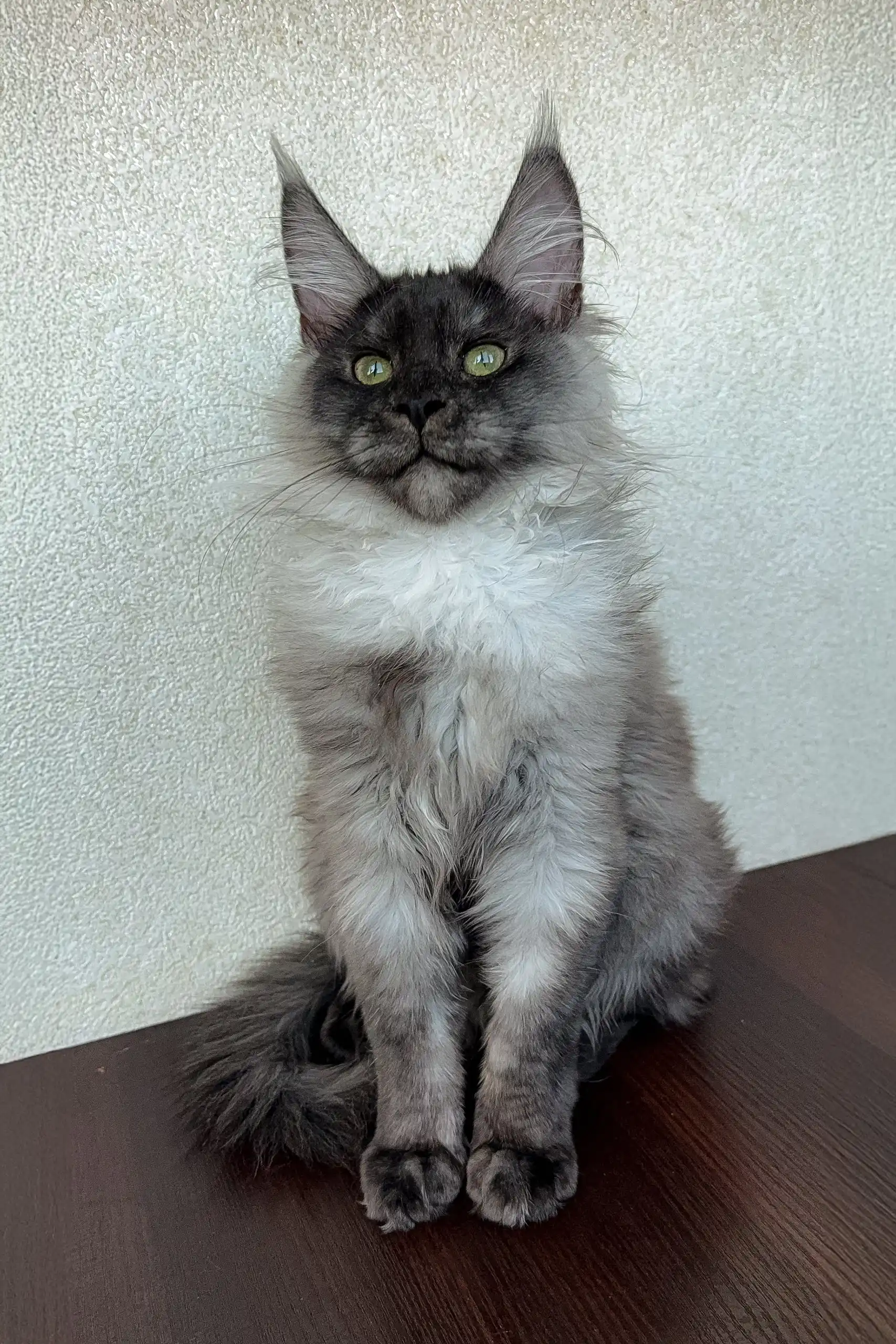 Dana | Maine Coon Kitten - Image 4