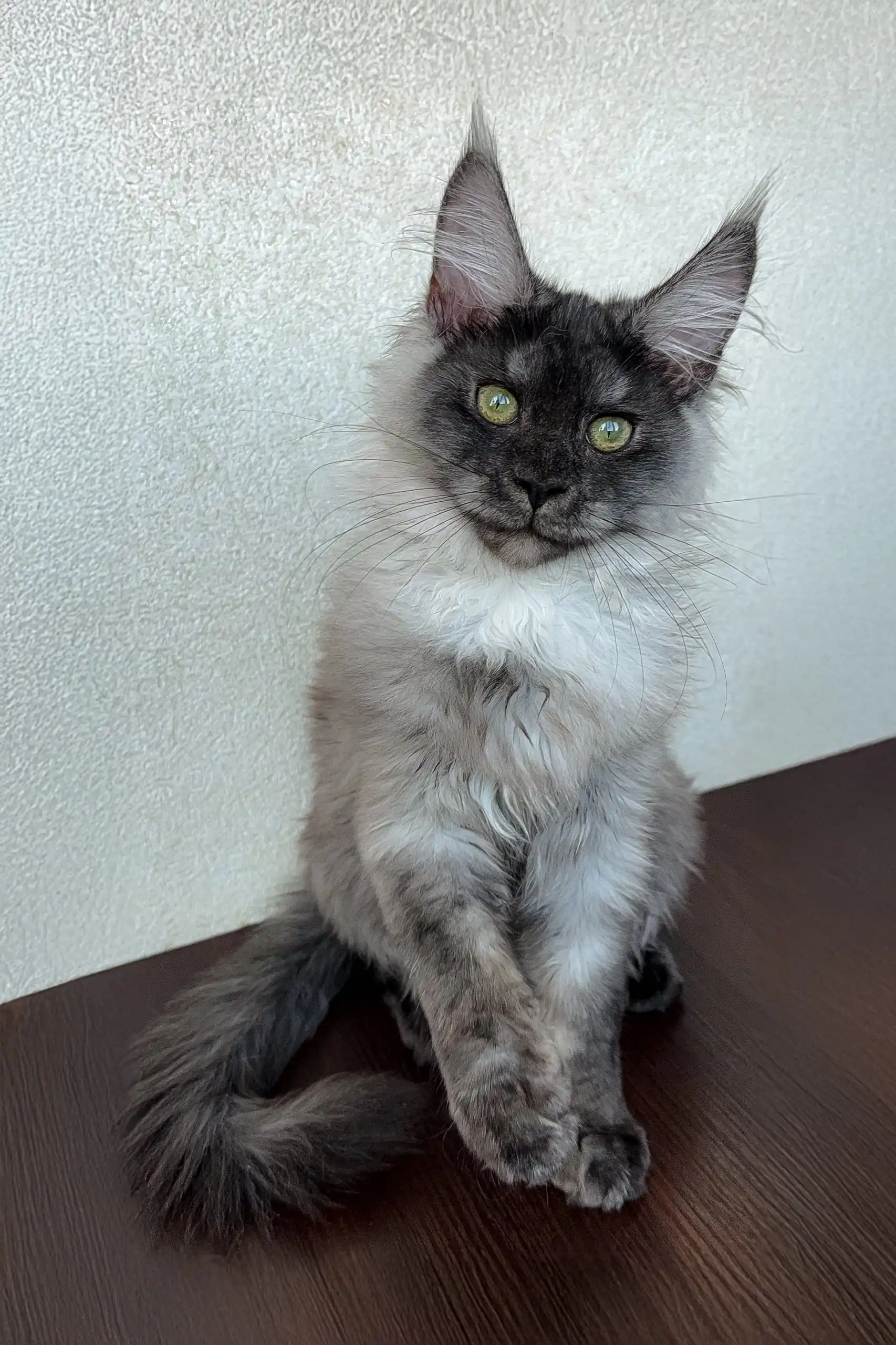 Dana | Maine Coon Kitten - Image 6