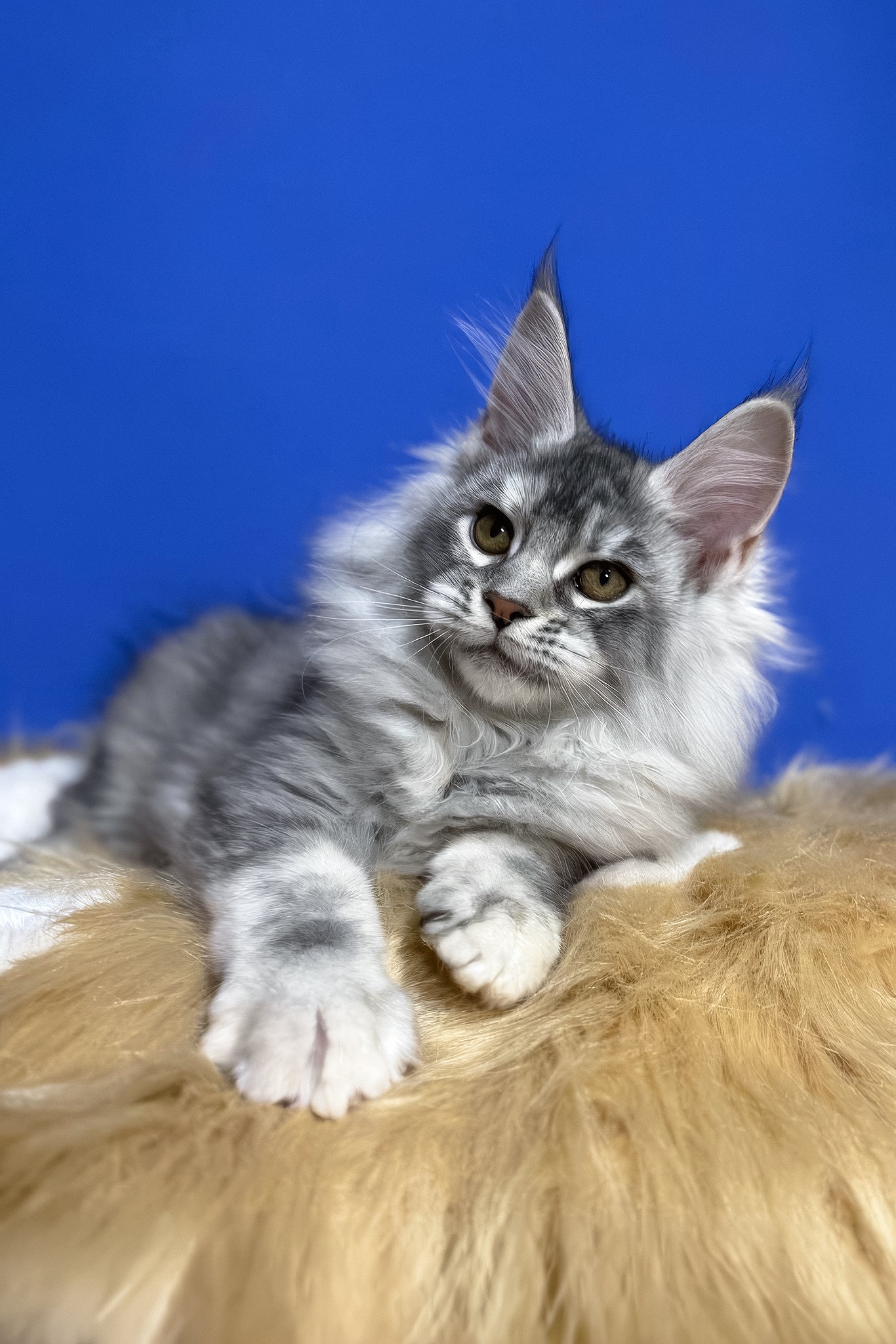 Dana | Maine Coon Kitten - Image 4