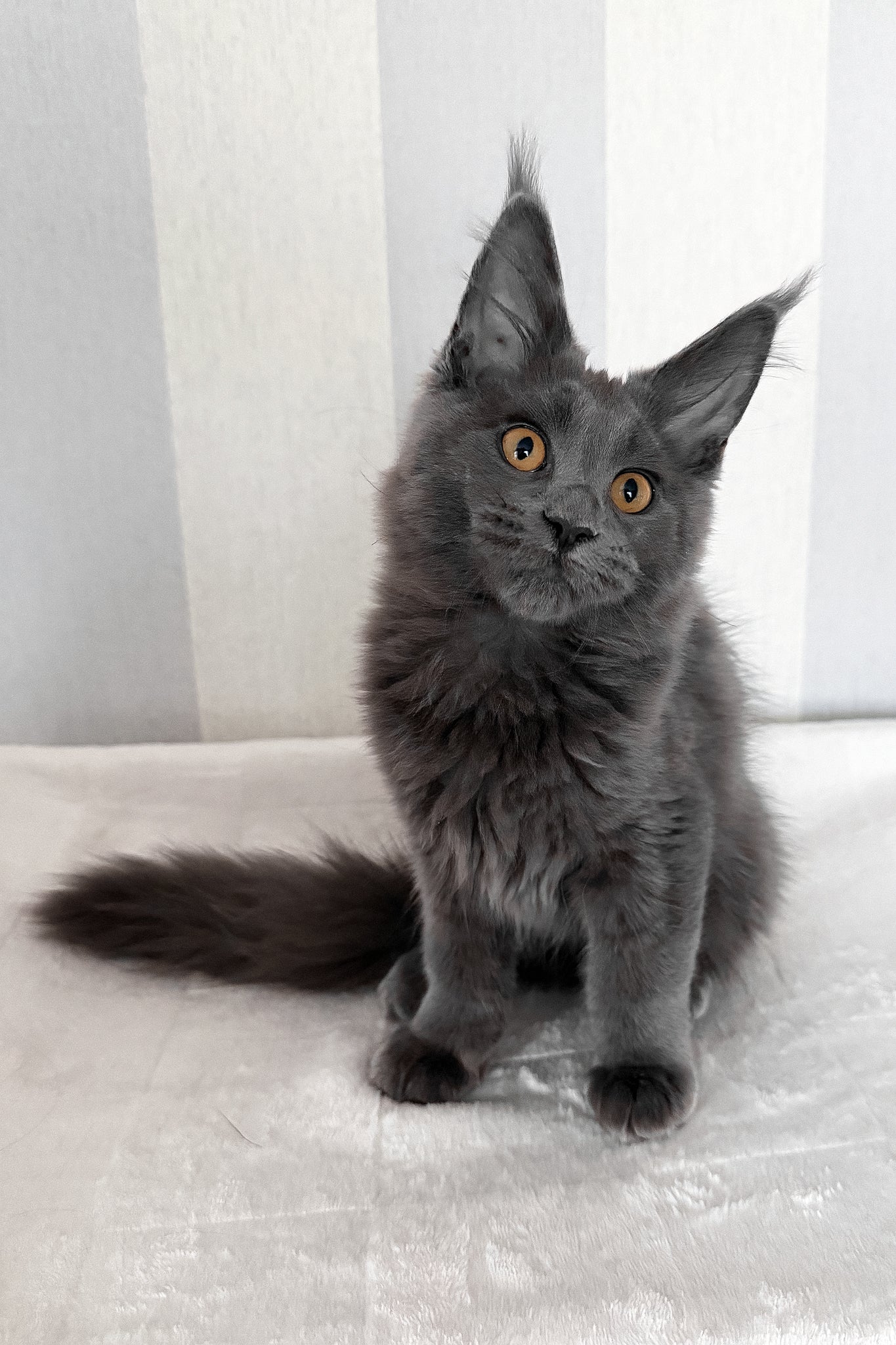 Daphne | Maine Coon Kitten - Image 10