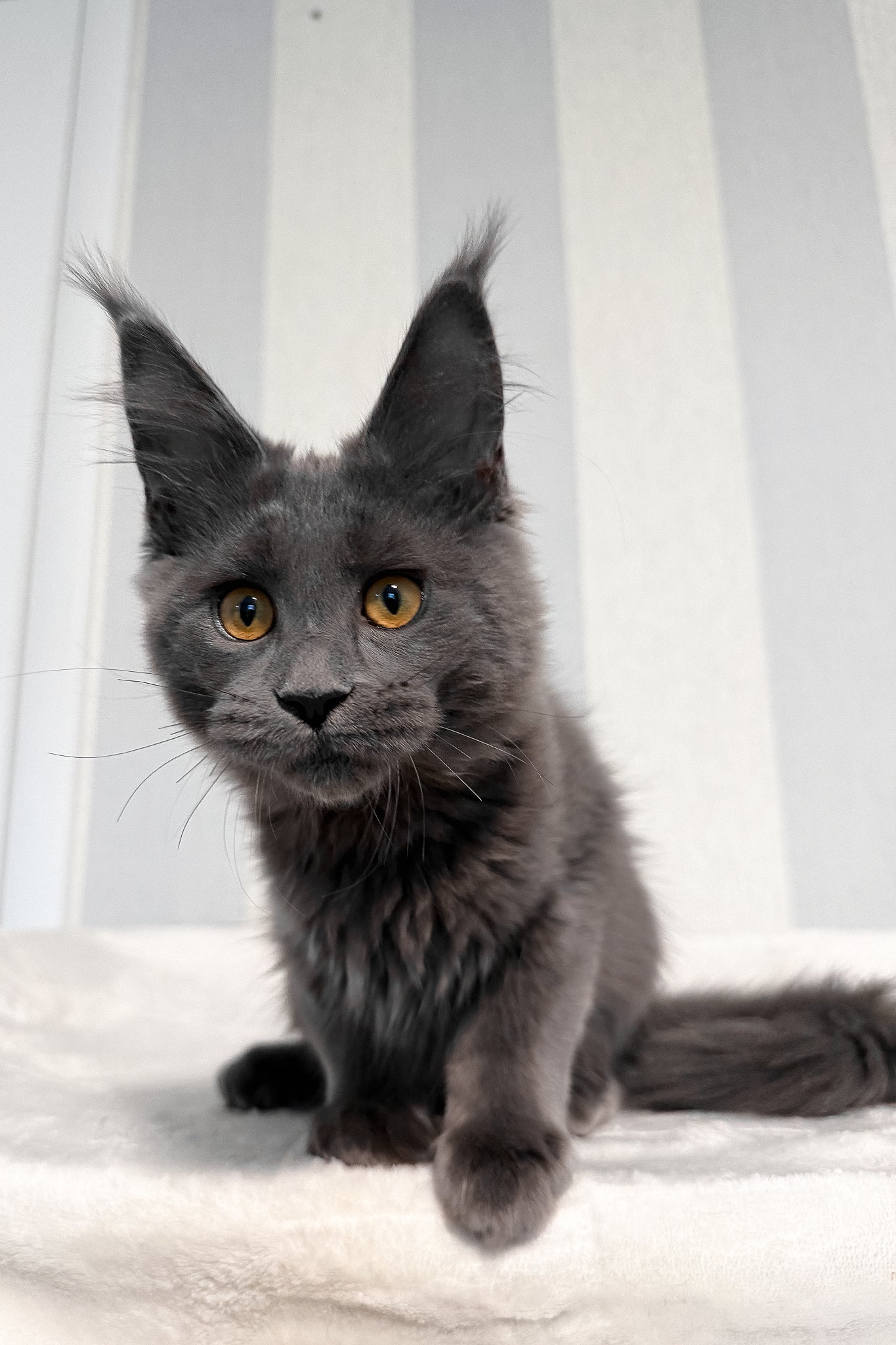 Daphne | Maine Coon Kitten - Image 9