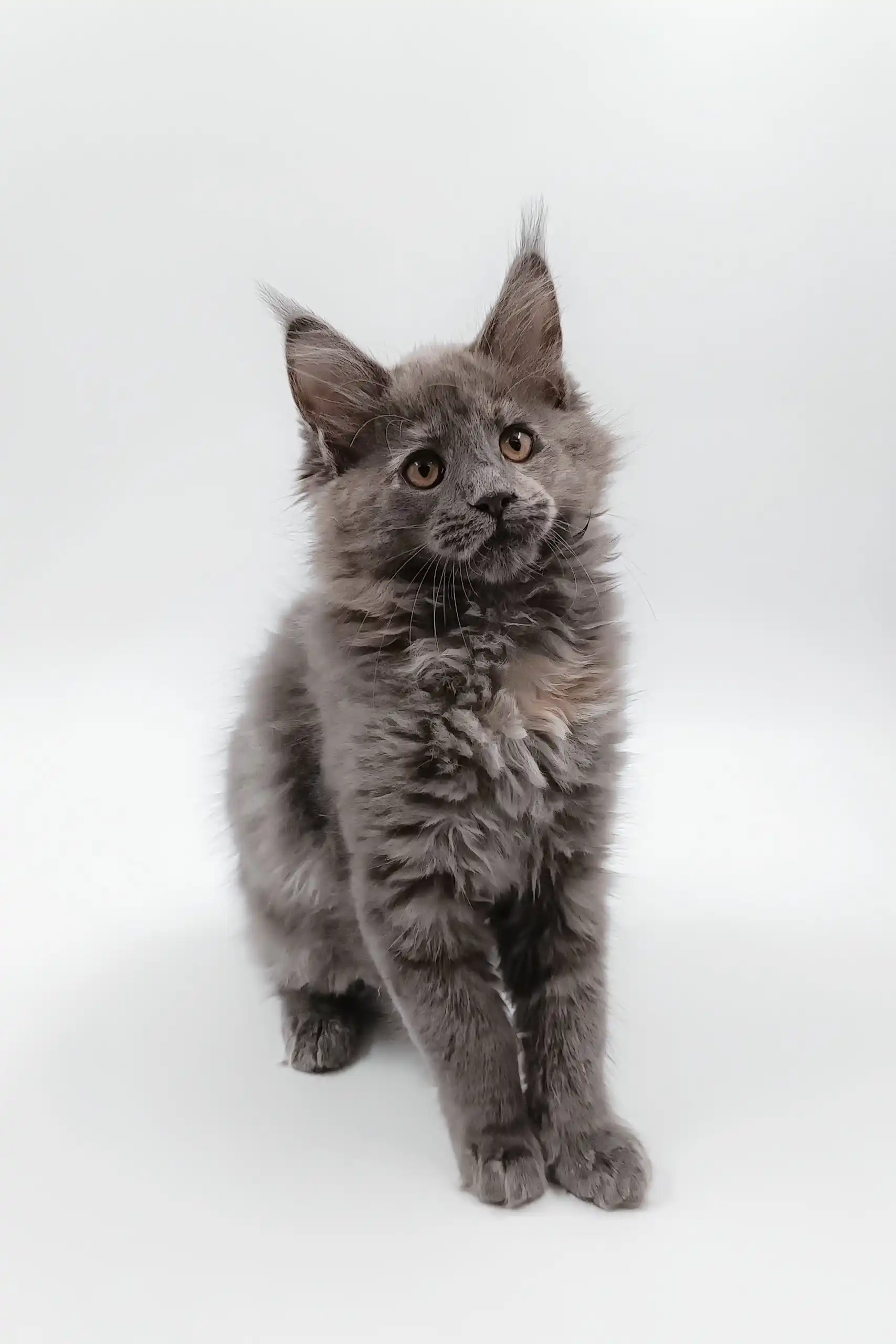 Dara | Maine Coon Kitten - Image 2