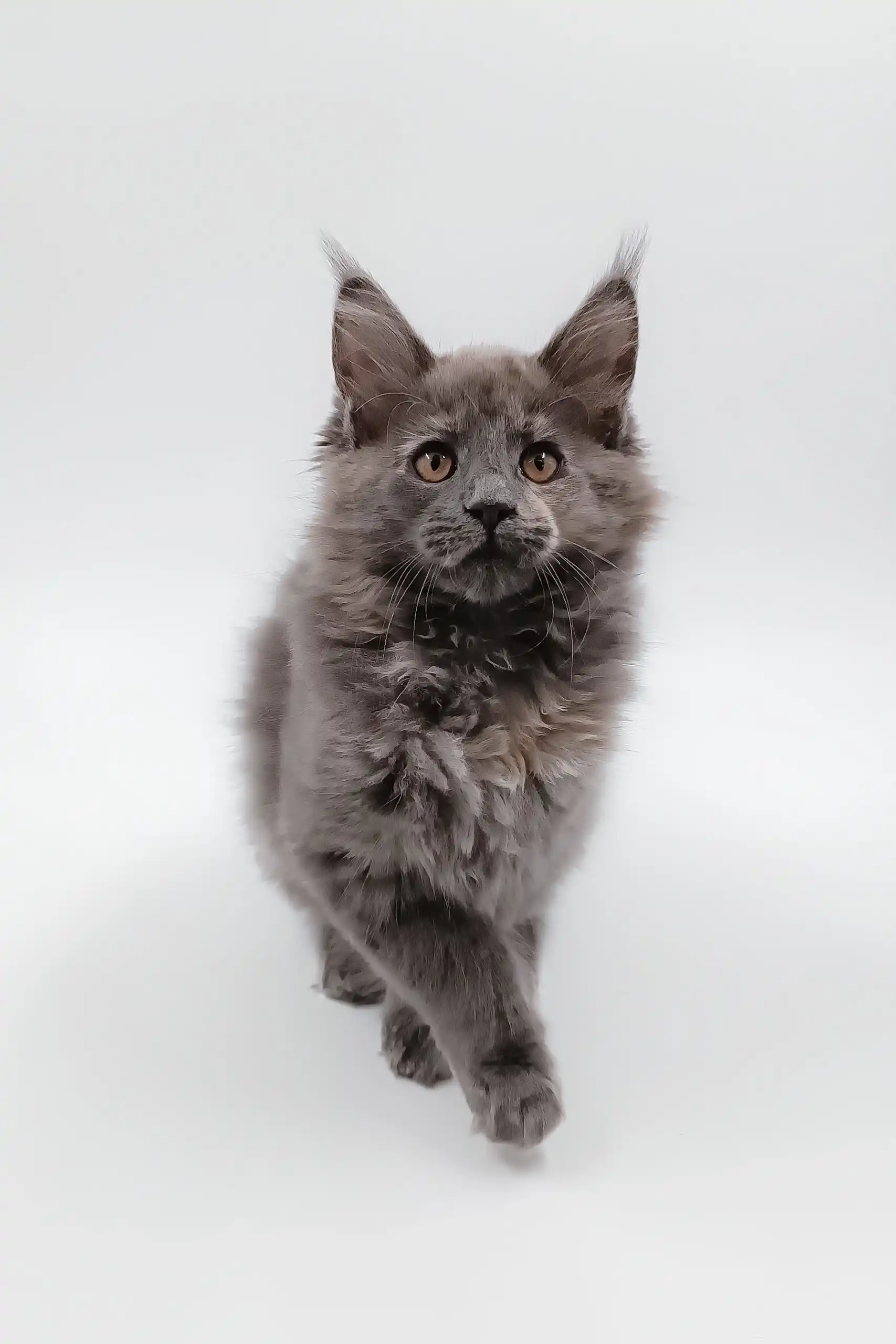 Dara | Maine Coon Kitten - Image 4