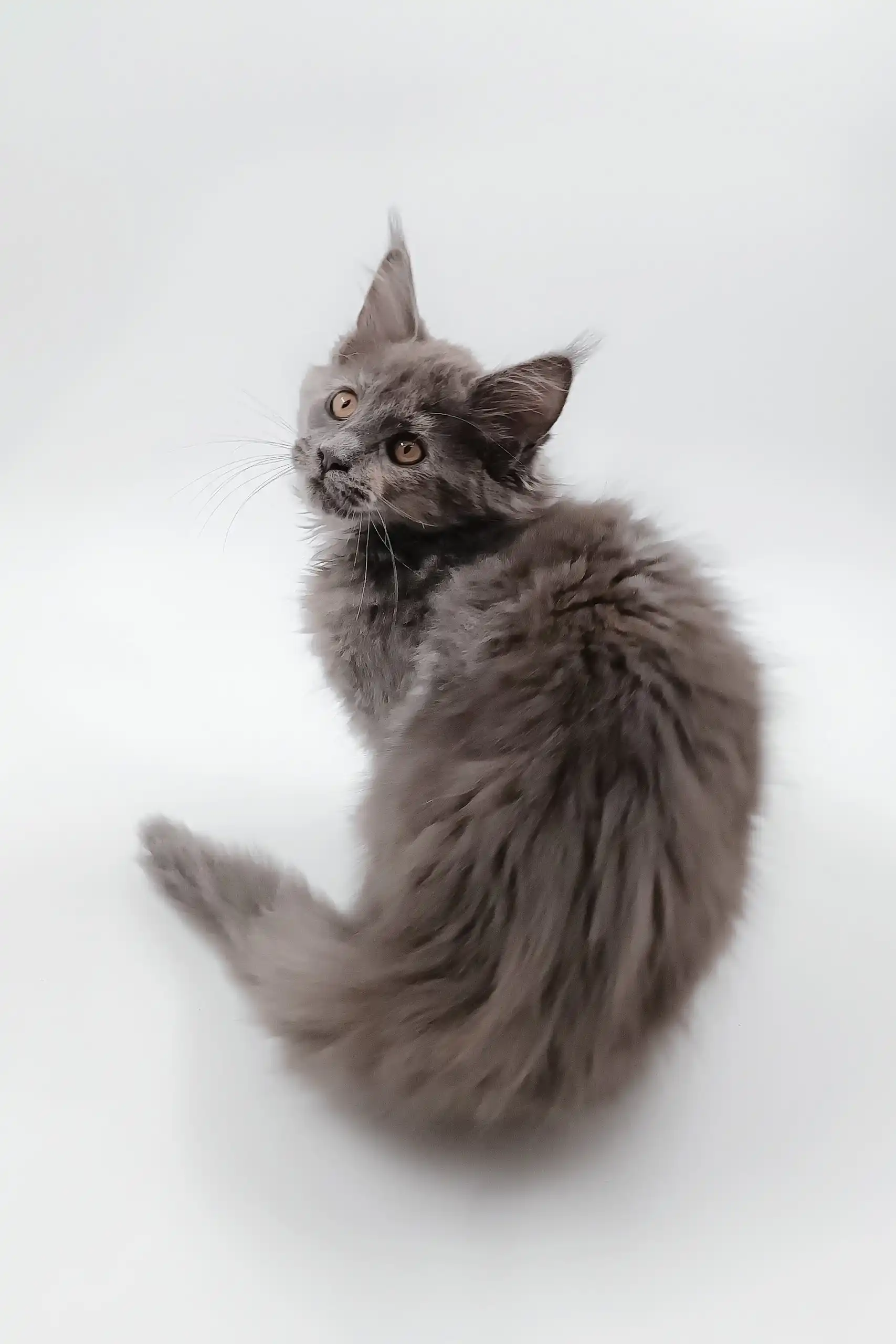 Dara | Maine Coon Kitten - Image 5