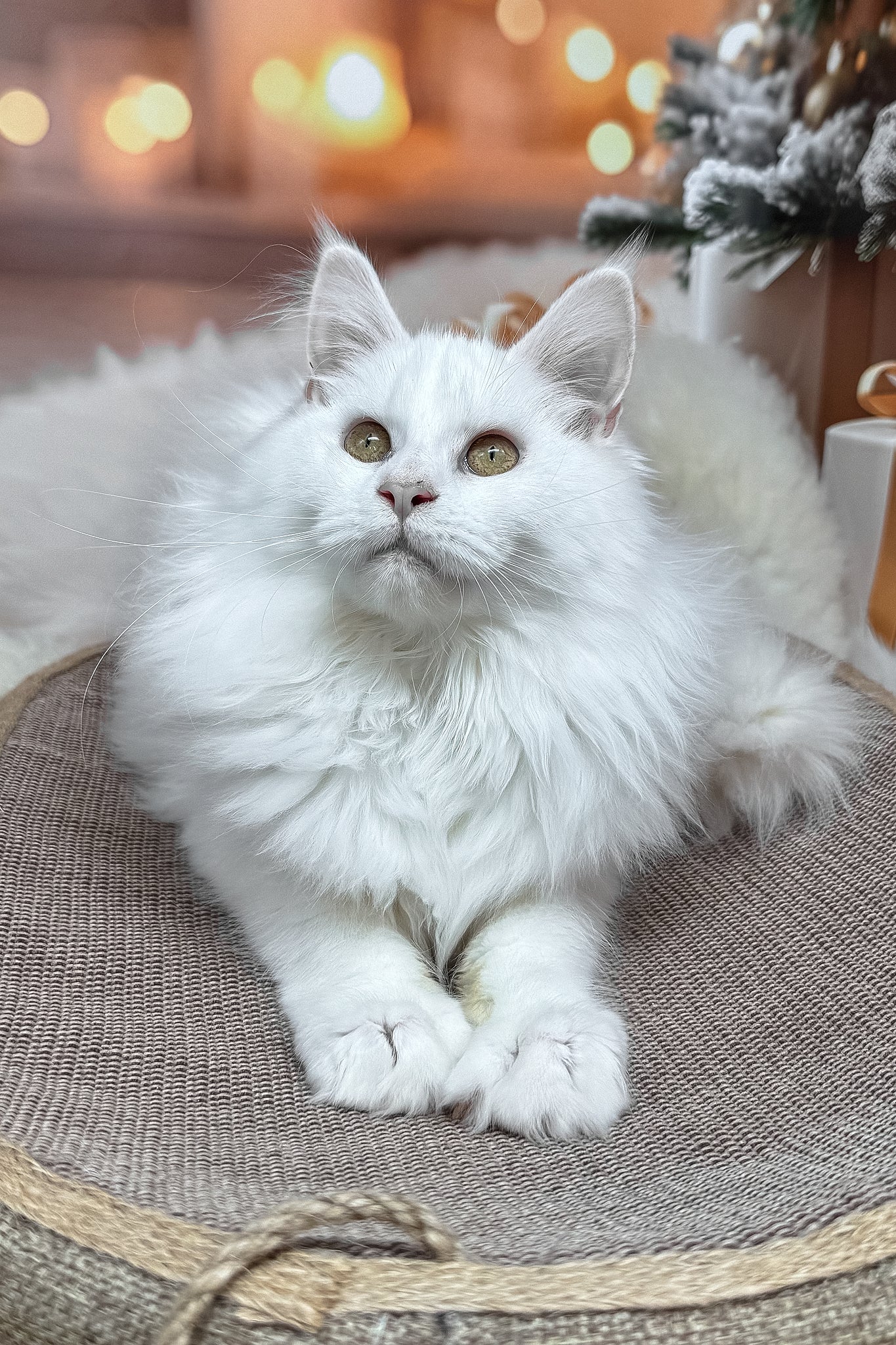 Darya | Maine Coon Kitten - Image 5
