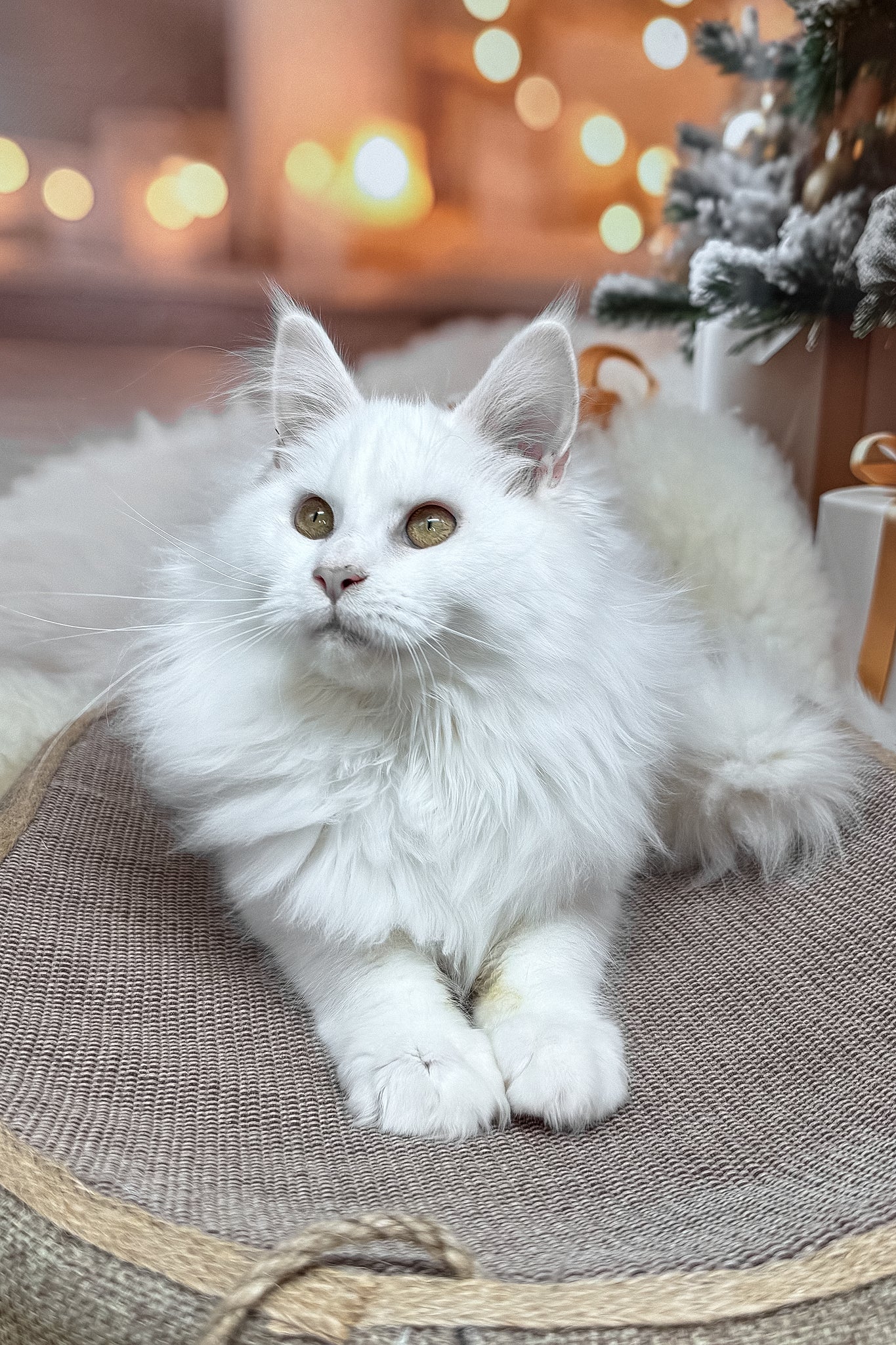 Darya | Maine Coon Kitten - Image 6
