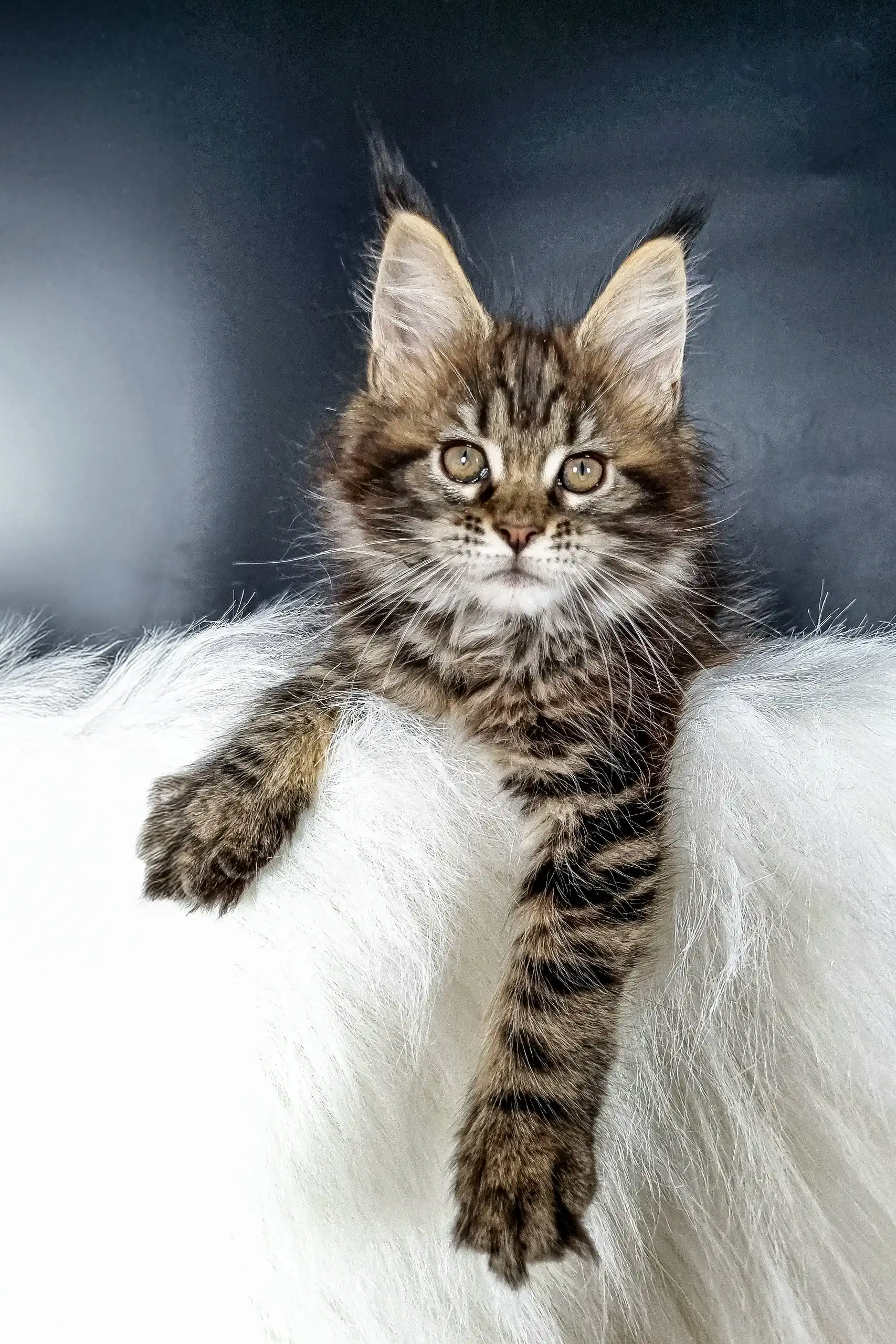 Dasha | Maine Coon Kitten - Image 2