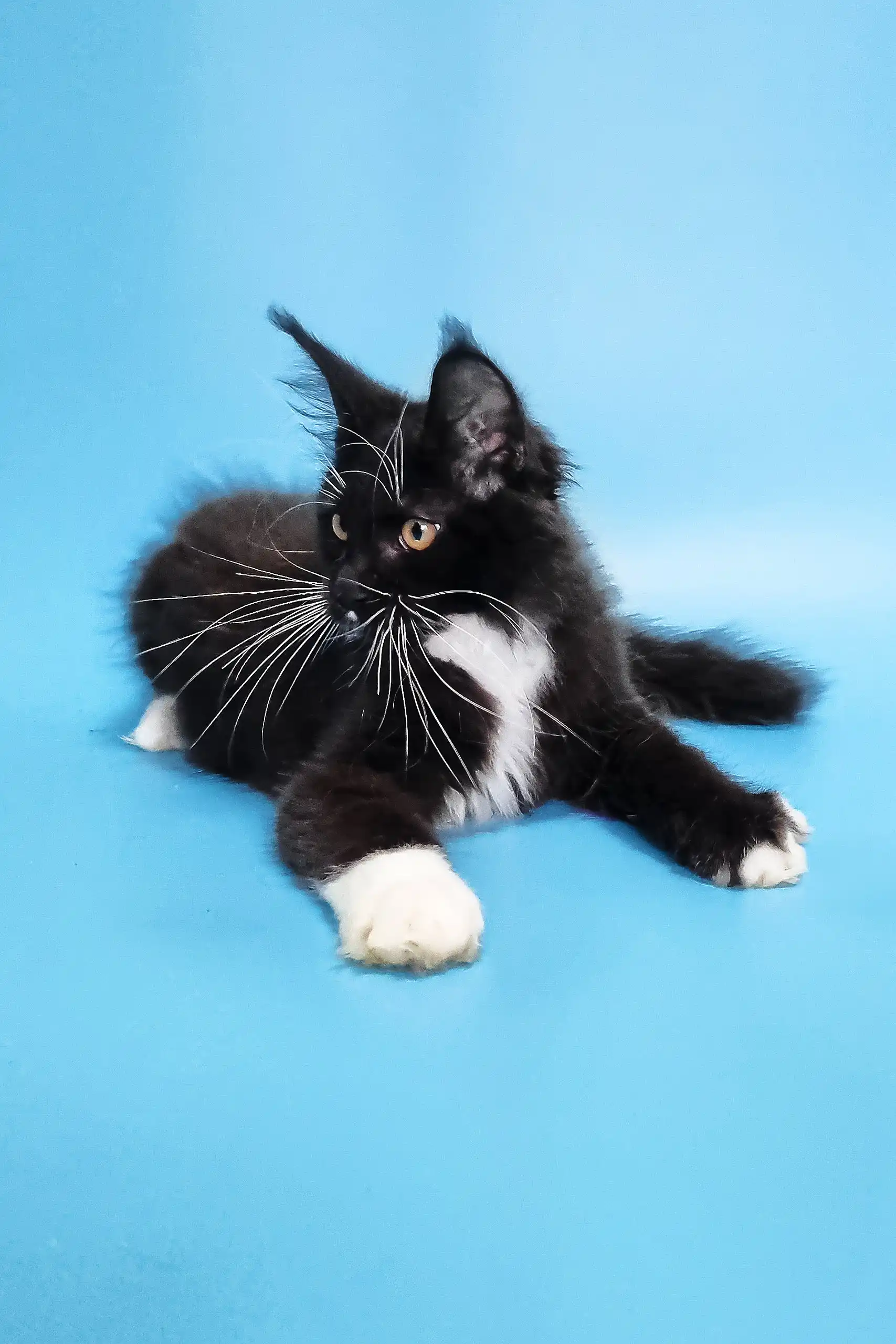 Diana | Maine Coon Kitten - Image 12